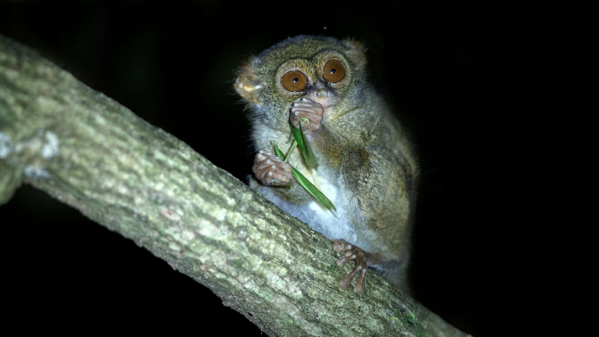tarsier, huge round eyes, tree branch, Full HD Desktop Wallpaper