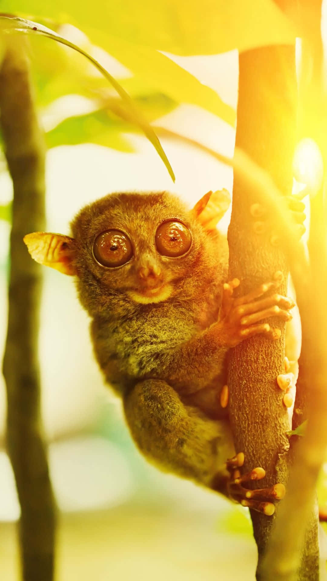 tarsier, tree trunk, golden sunlight, Full HD Phone Wallpaper