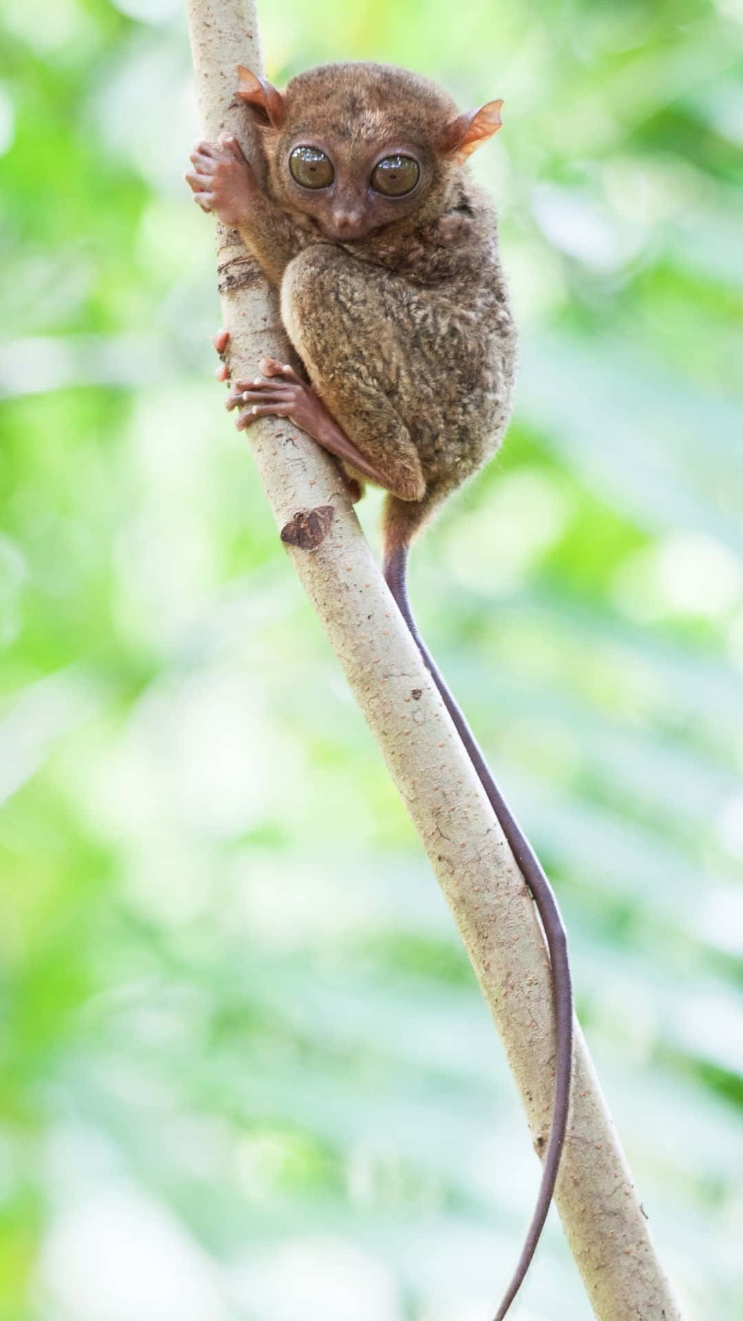 tarsier, tree branch, soft green forest, Full HD Phone Wallpaper