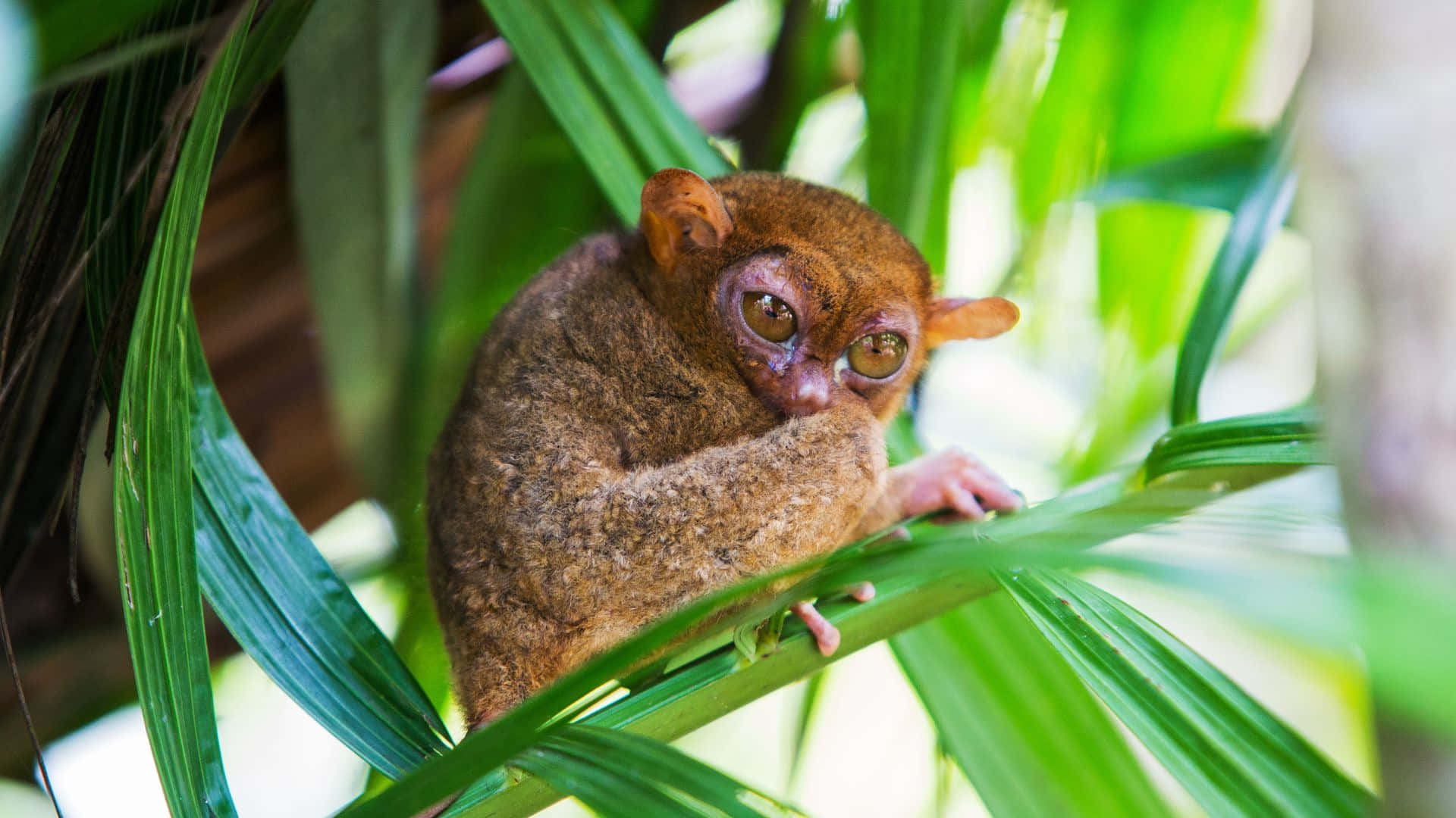 tarsier, huge eyes, green leaf, Full HD Desktop Wallpaper