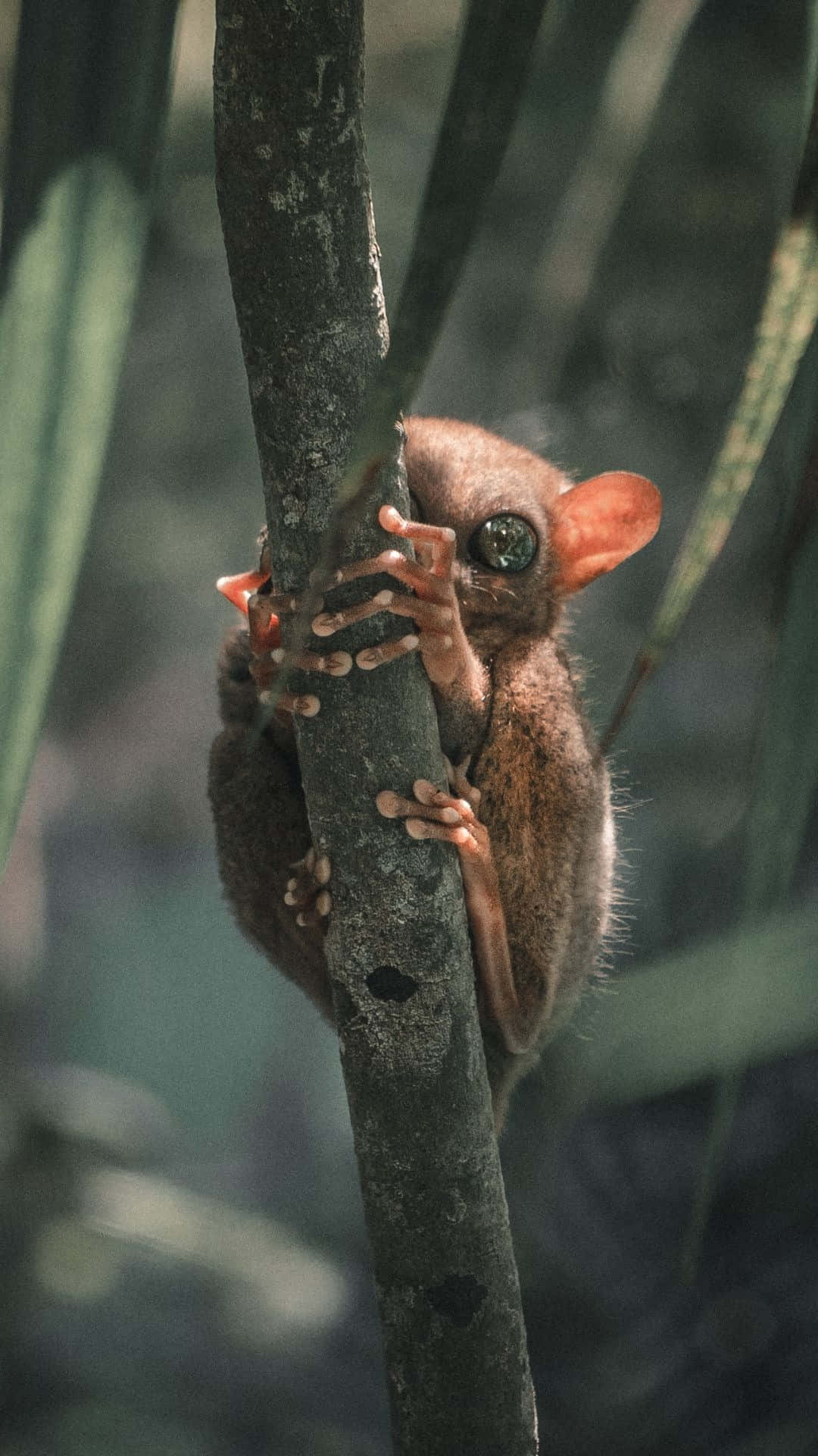 tarsier, tree trunk, lush green jungle, Full HD Phone Wallpaper