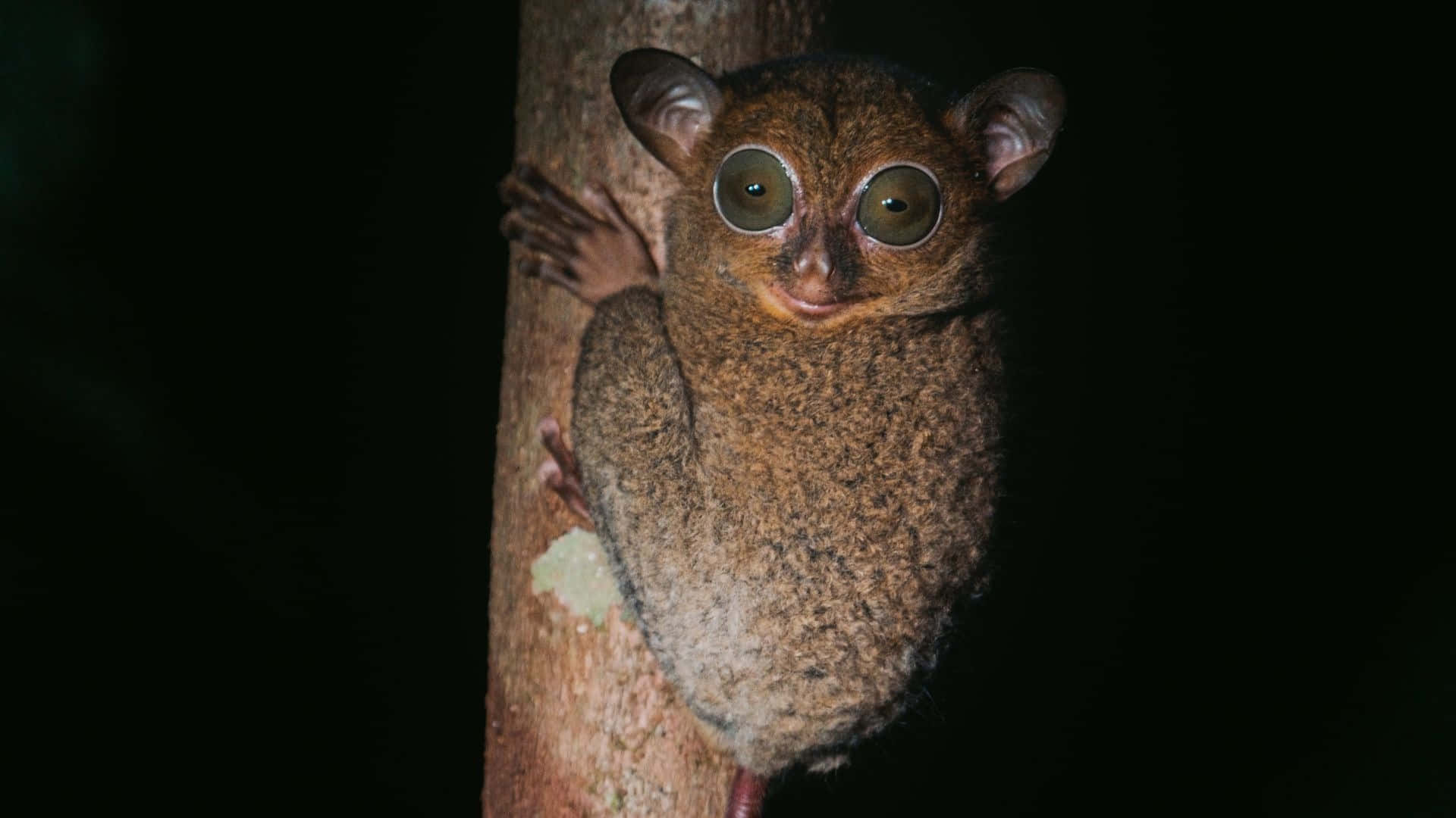 Tarsier, nighttime, tree trunk, Full HD Desktop Wallpaper