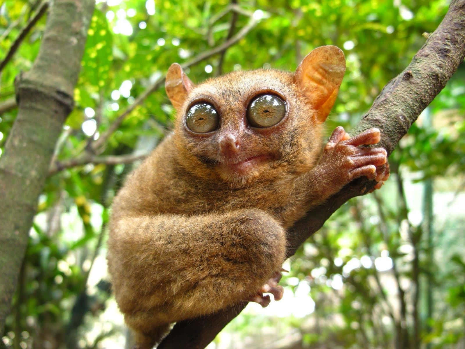 tarsier, greenery, lush green forest canopy, HD Desktop Wallpaper
