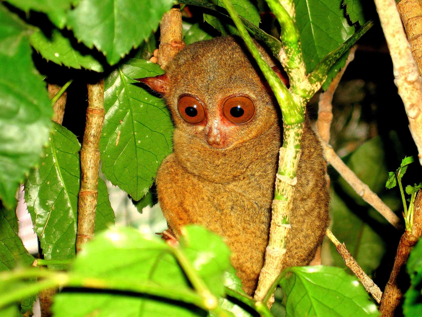 tarsier, lush green leaves, dense jungle setting, HD Desktop Wallpaper