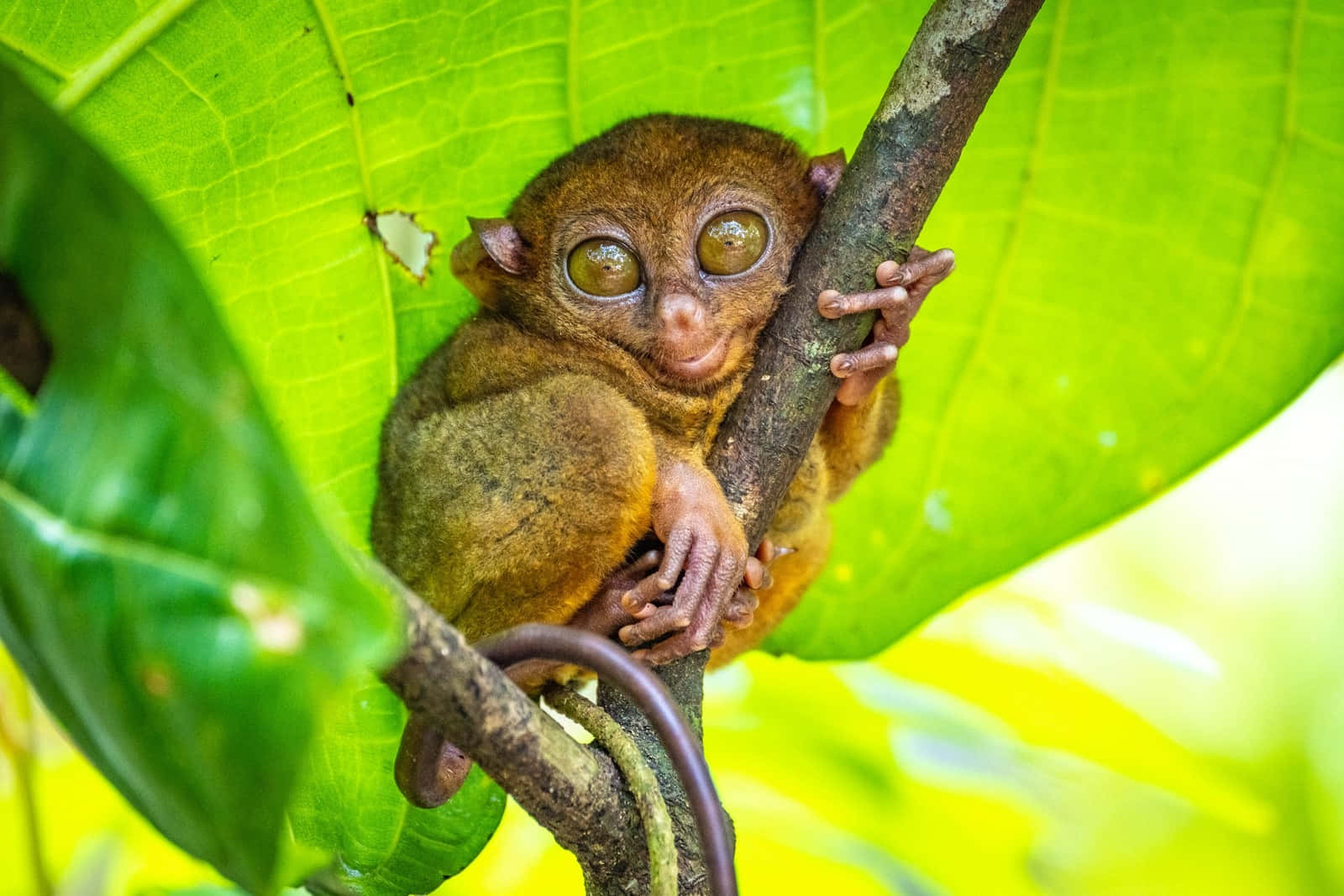 Tarsier, golden eyes, vibrant green leaf, HD Desktop Wallpaper