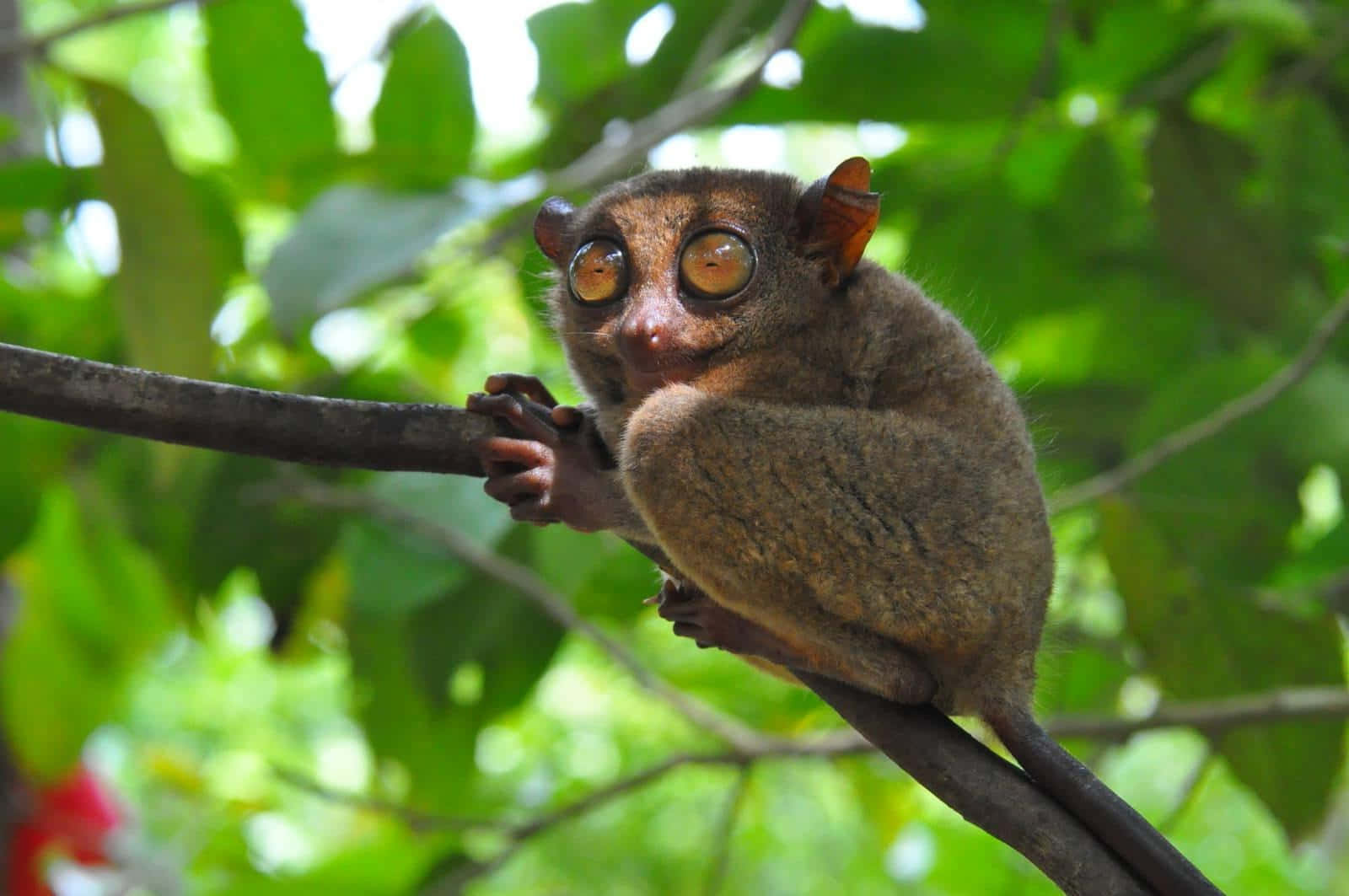 tarsier, golden eyes, lush green foliage, HD Desktop Wallpaper