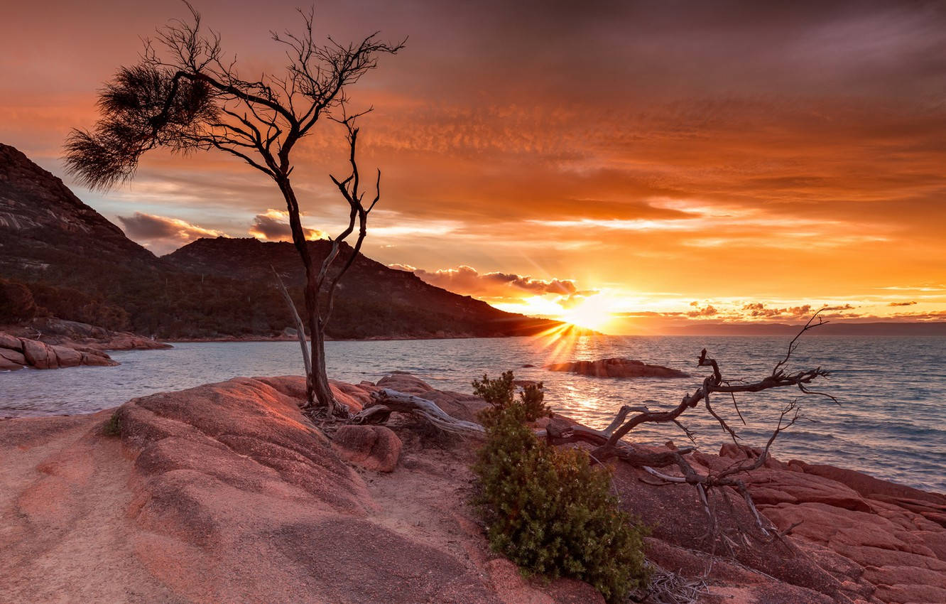 Tasmania, sunset, dying tree, HD Desktop Wallpaper
