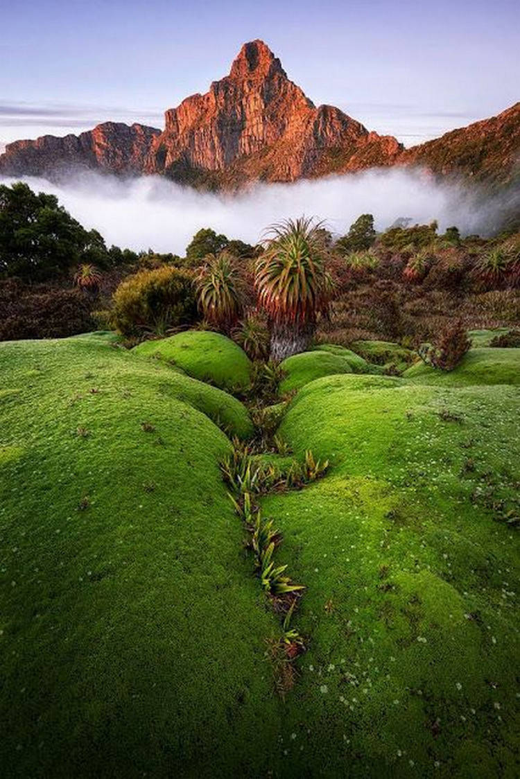 Tasmania, moss fog mountain, dawn, SD Phone Wallpaper
