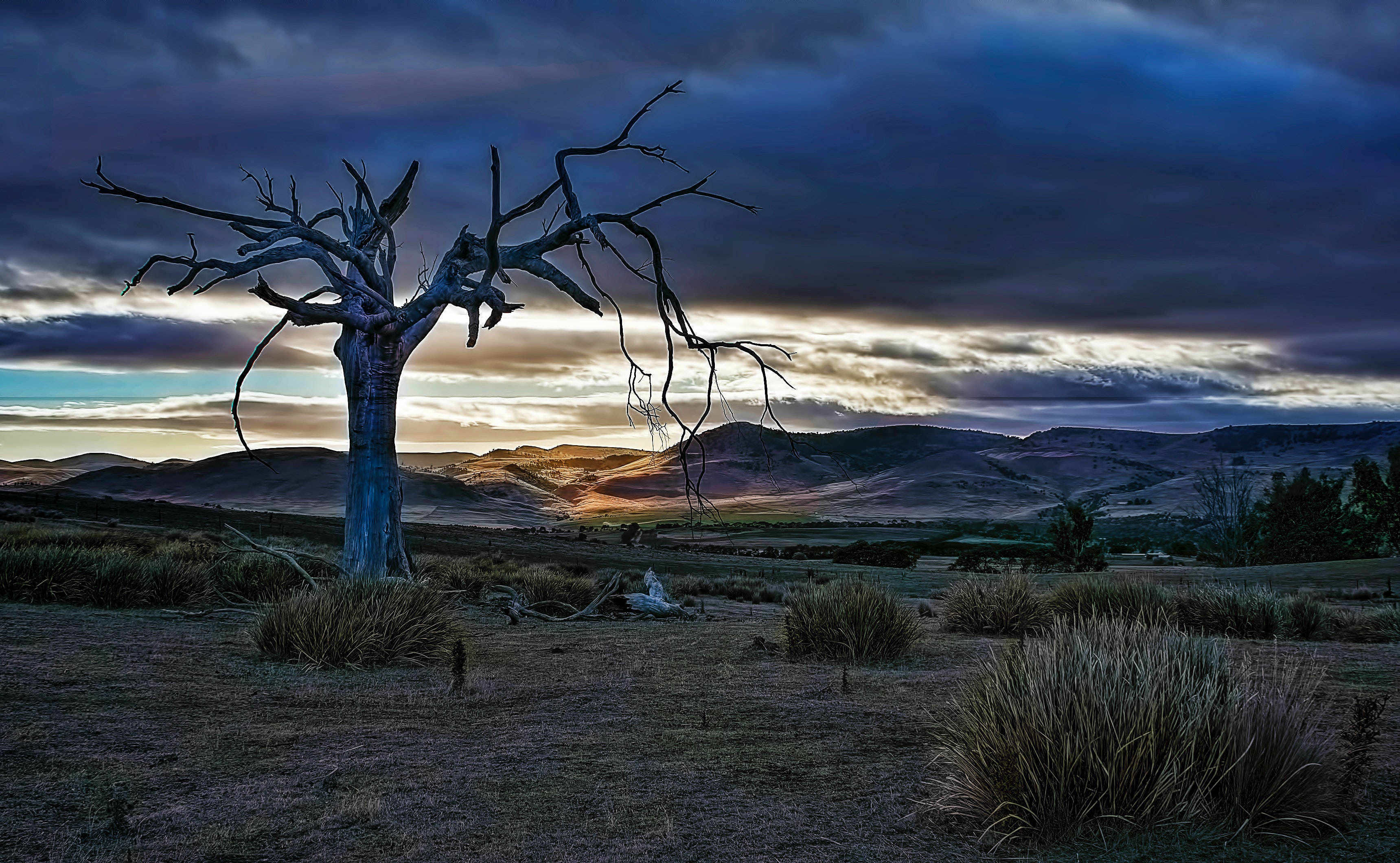 Tasmania, dead tree, sunset, 2K Desktop Wallpaper