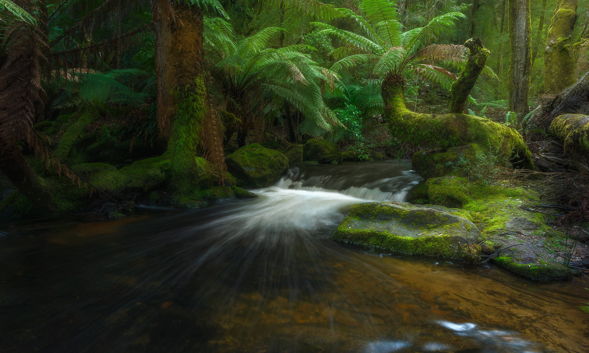 Tasmania, forest, small pool, Full HD Desktop Wallpaper