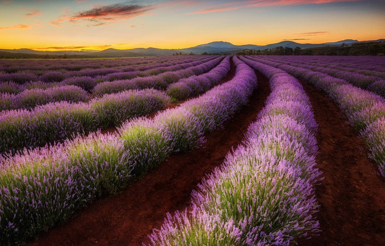 Tasmania, purple lavender, golden sunset sky, HD Desktop Wallpaper