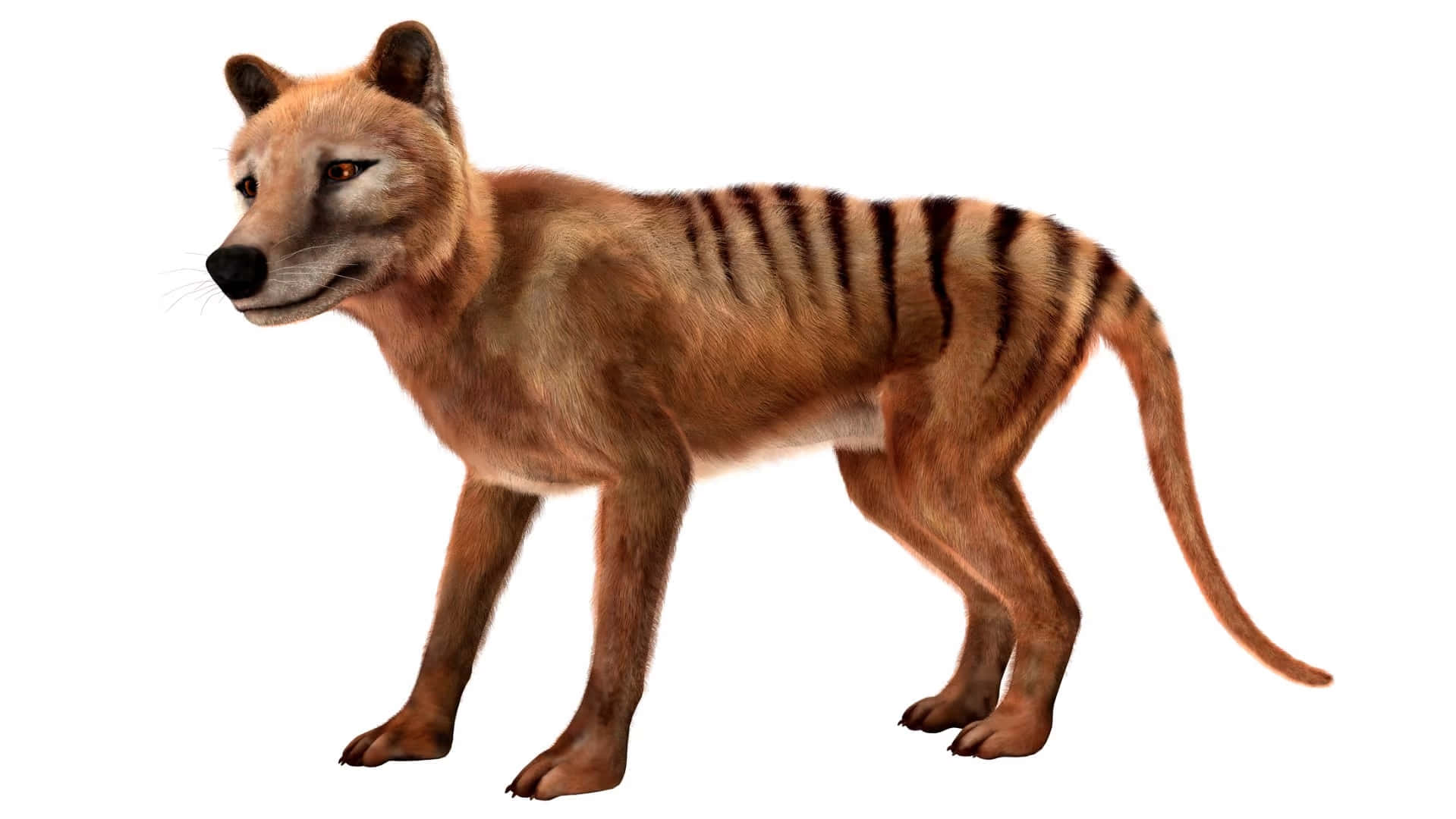 Tasmanian Tiger, thylacine, striped back, HD Desktop Wallpaper
