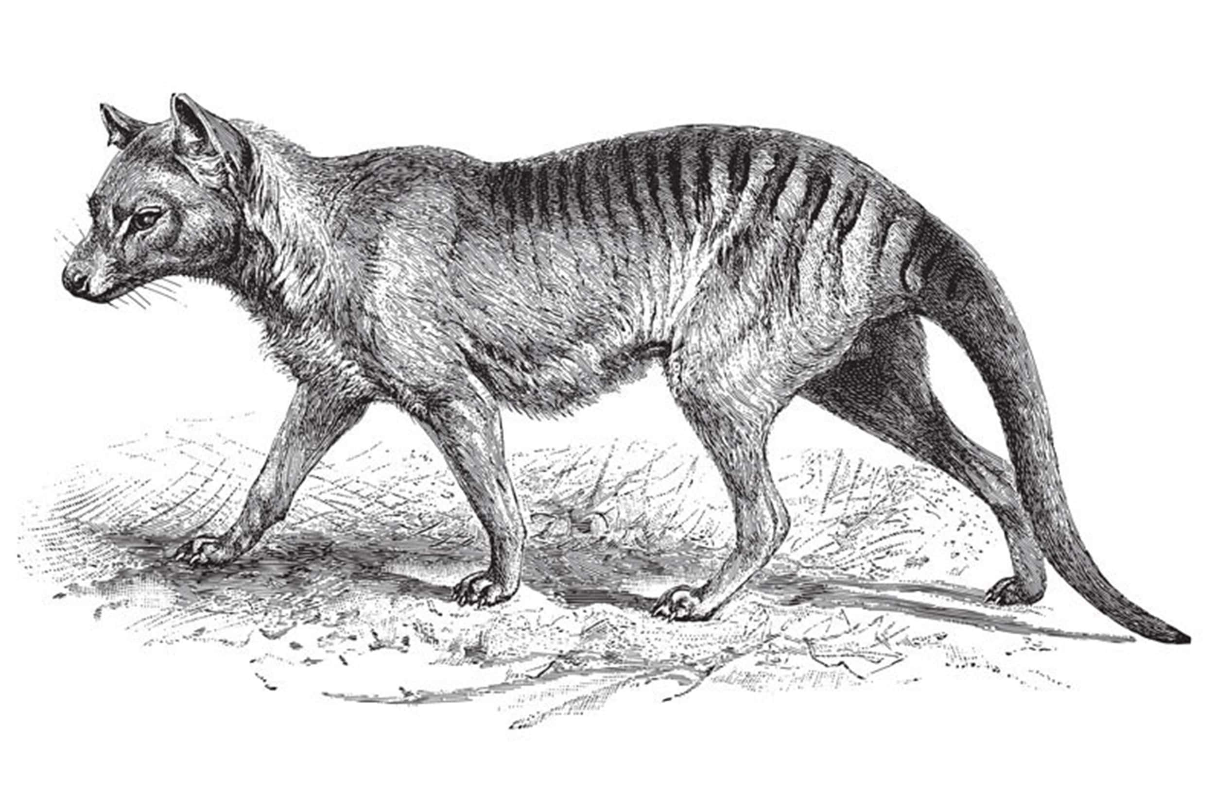 Tasmanian Tiger, thylacine, vintage illustration, Full HD Desktop Wallpaper