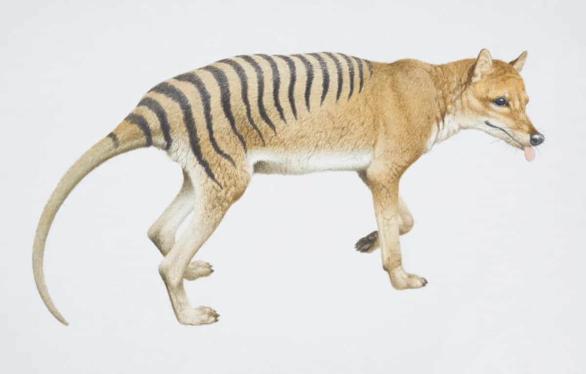 Tasmanian Tiger, thylacine, striped back, SD Desktop Wallpaper