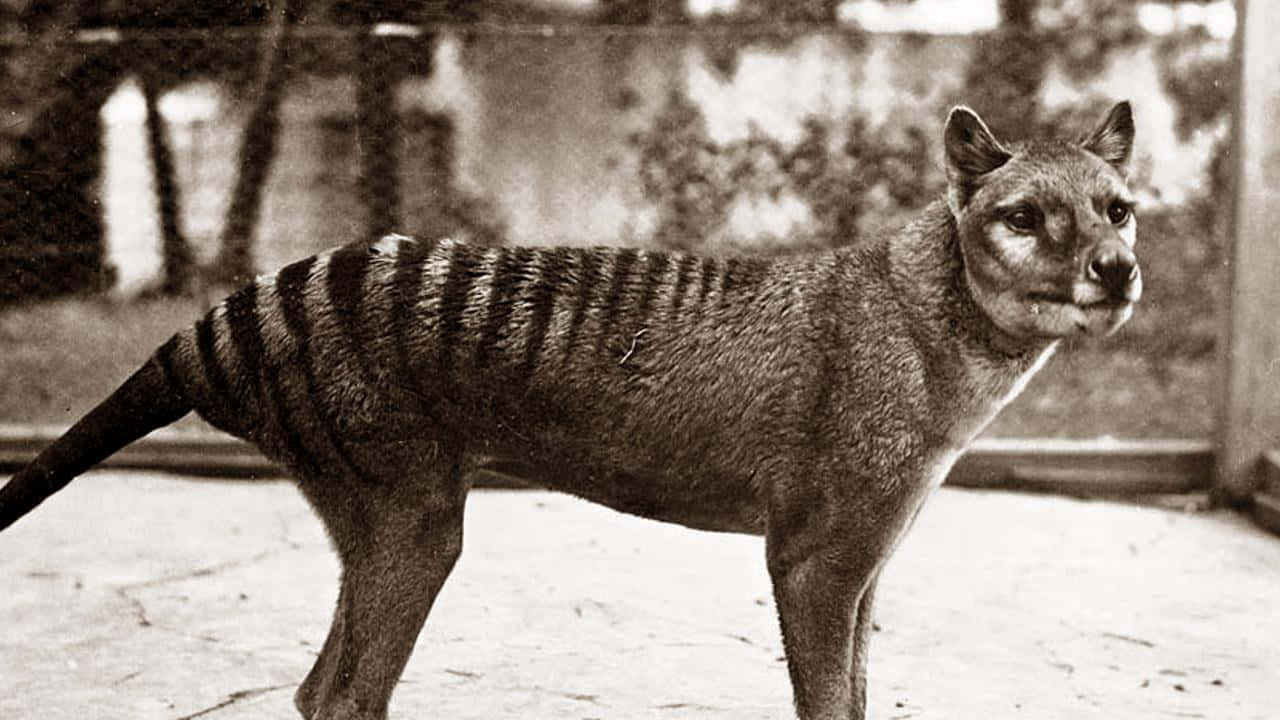 Tasmanian tiger, black and white photo, zoo enclosure, HD Desktop Wallpaper