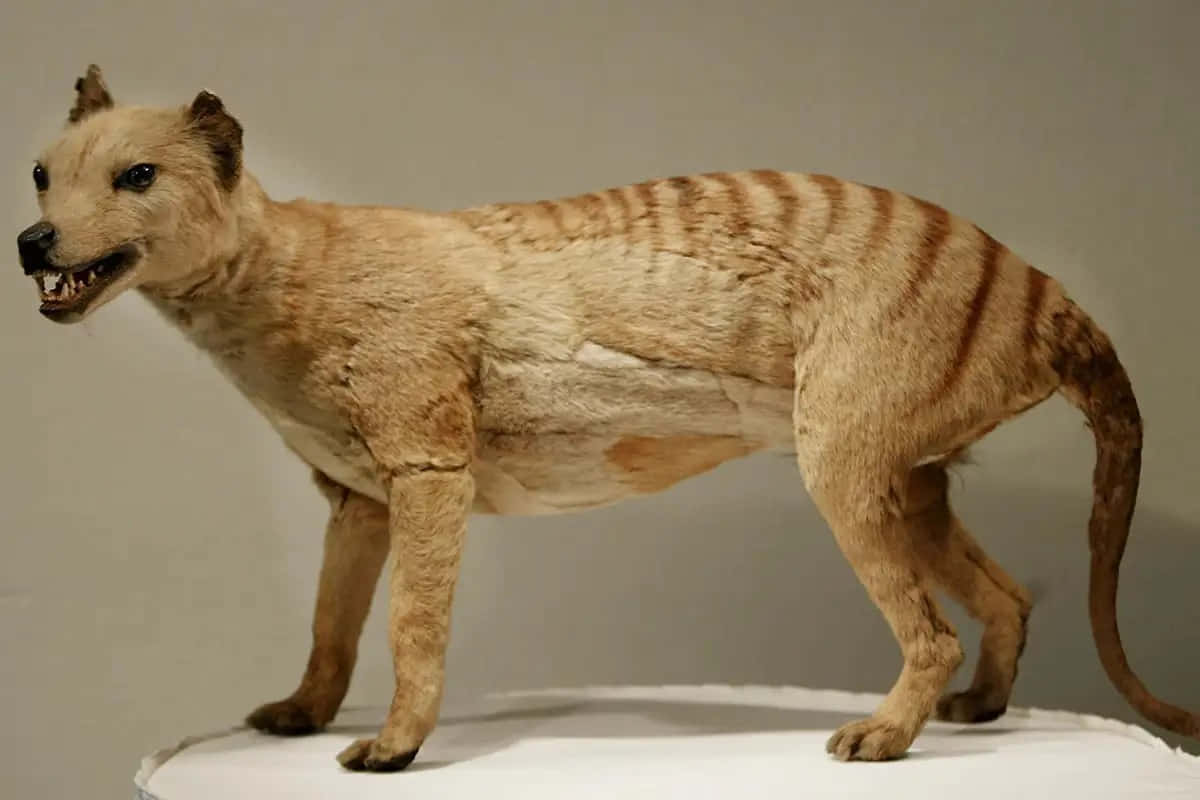 Tasmanian Tiger, thylacine, striped back, SD Desktop Wallpaper