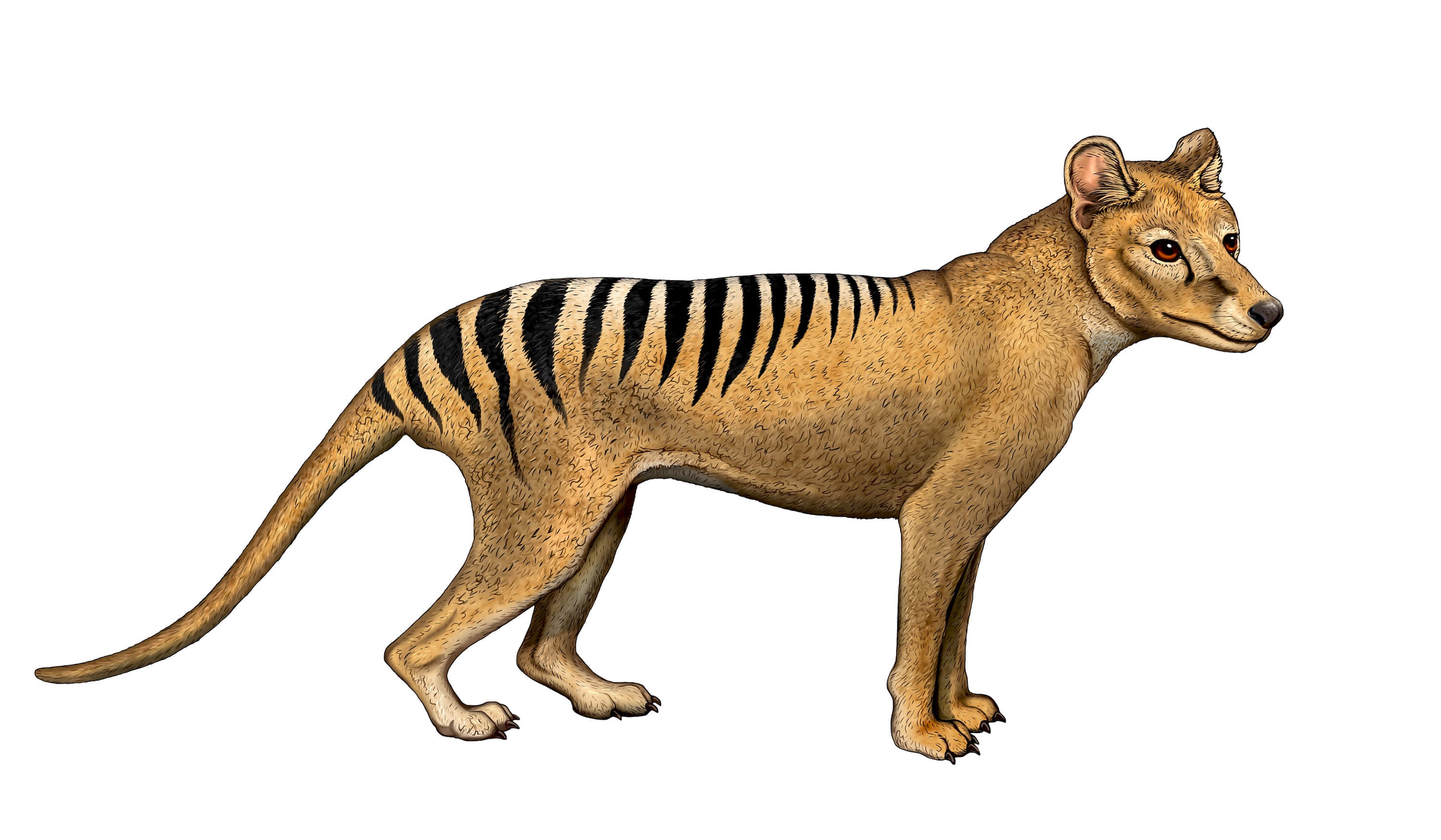 Tasmanian Tiger, thylacine, illustration, 2K Desktop Wallpaper