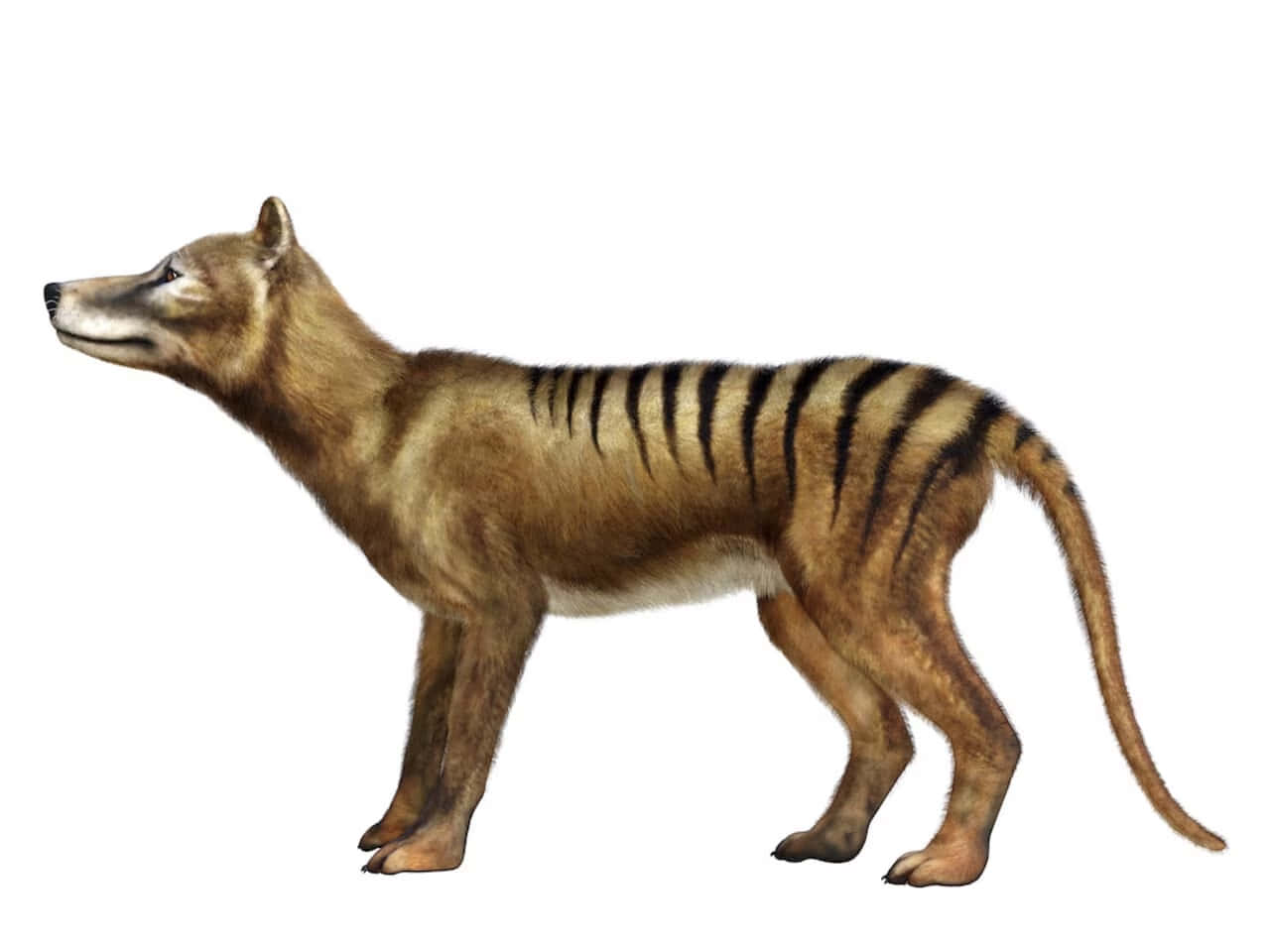 Tasmanian Tiger, thylacine, striped back, HD Desktop Wallpaper