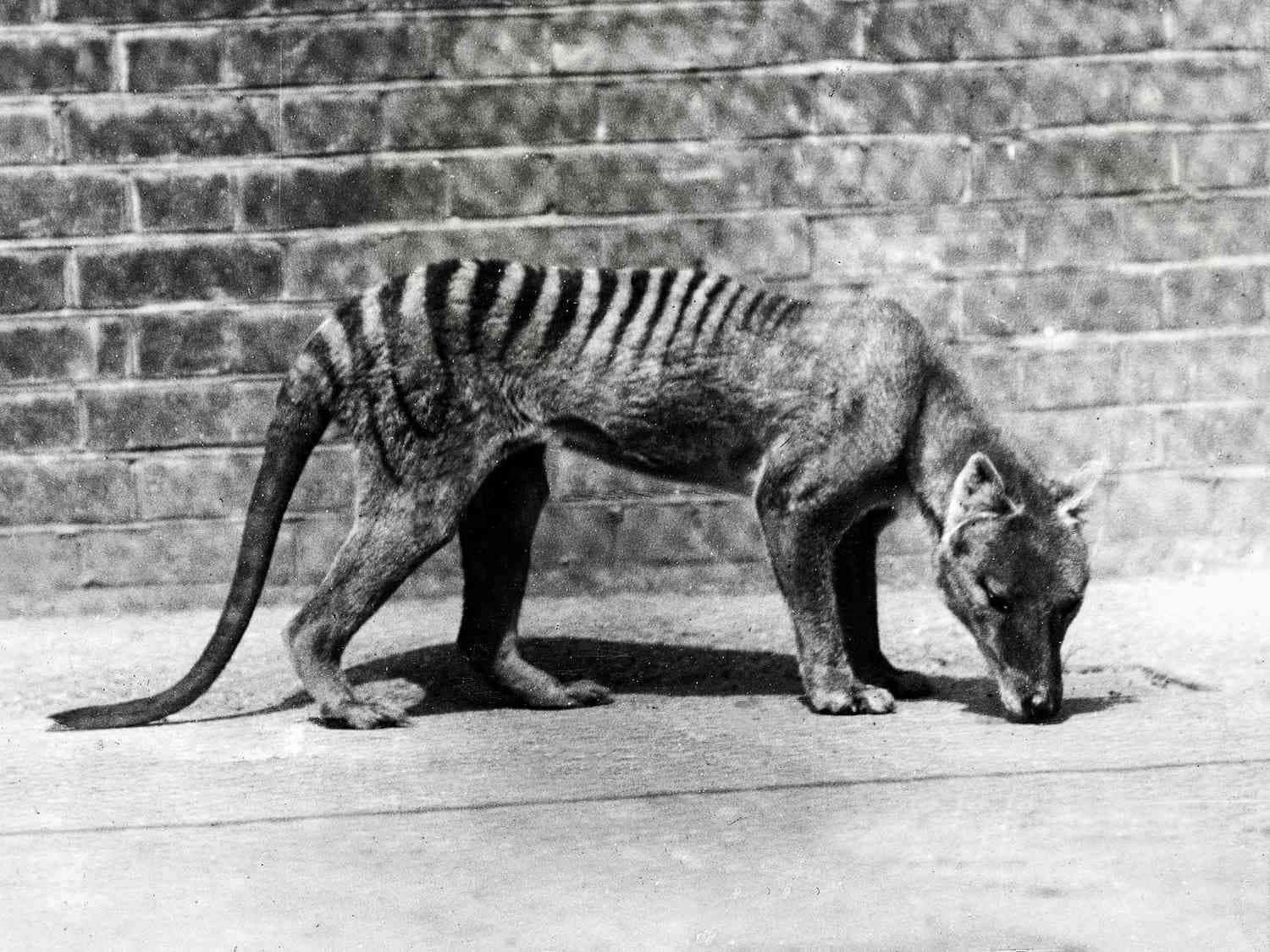 Tasmanian Tiger, brick wall, vintage black and white photograph, HD Desktop Wallpaper