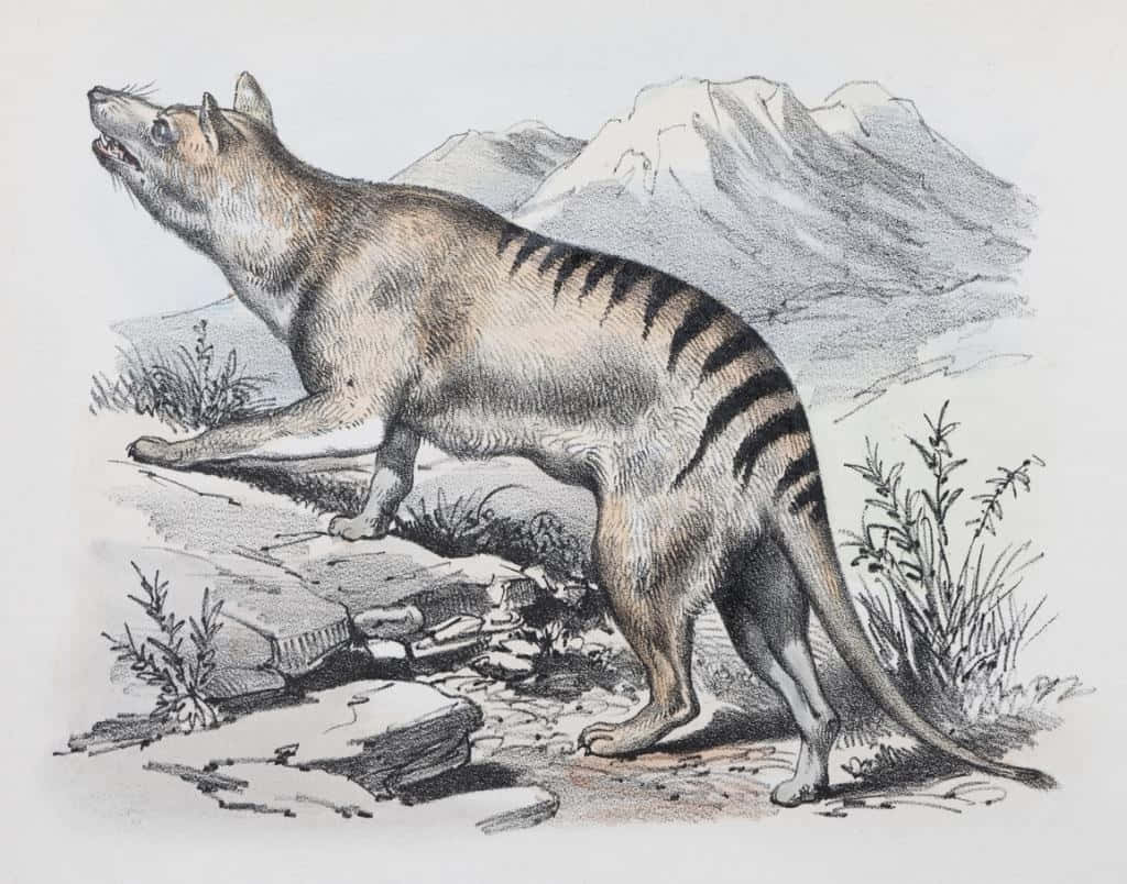 Tasmanian Tiger, thylacine, rocky terrain, SD Desktop Wallpaper