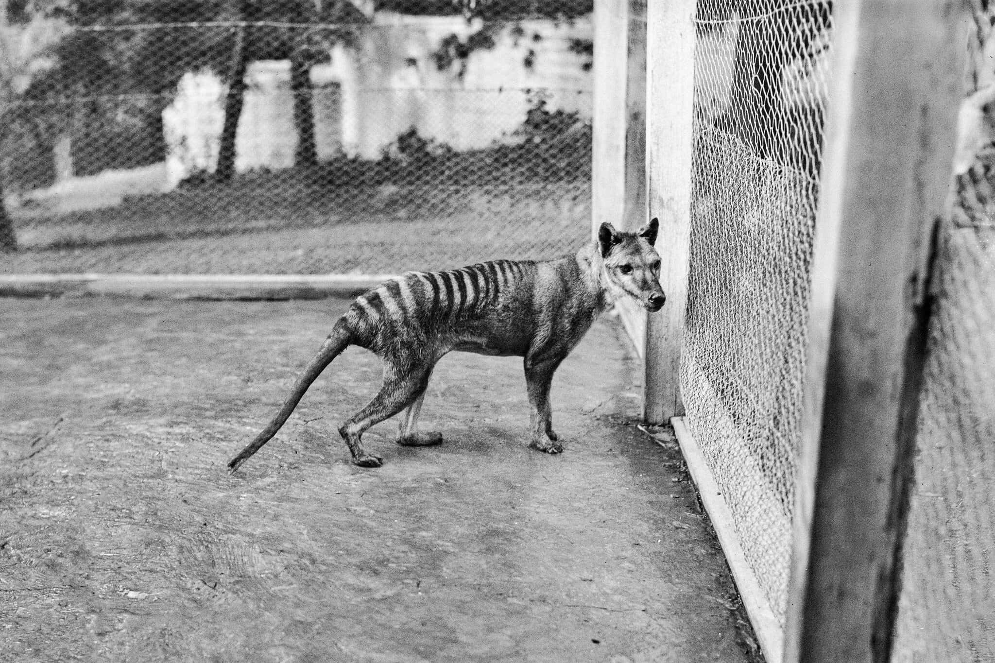 Tasmanian Tiger, thylacine, chain-link fence, Full HD Desktop Wallpaper
