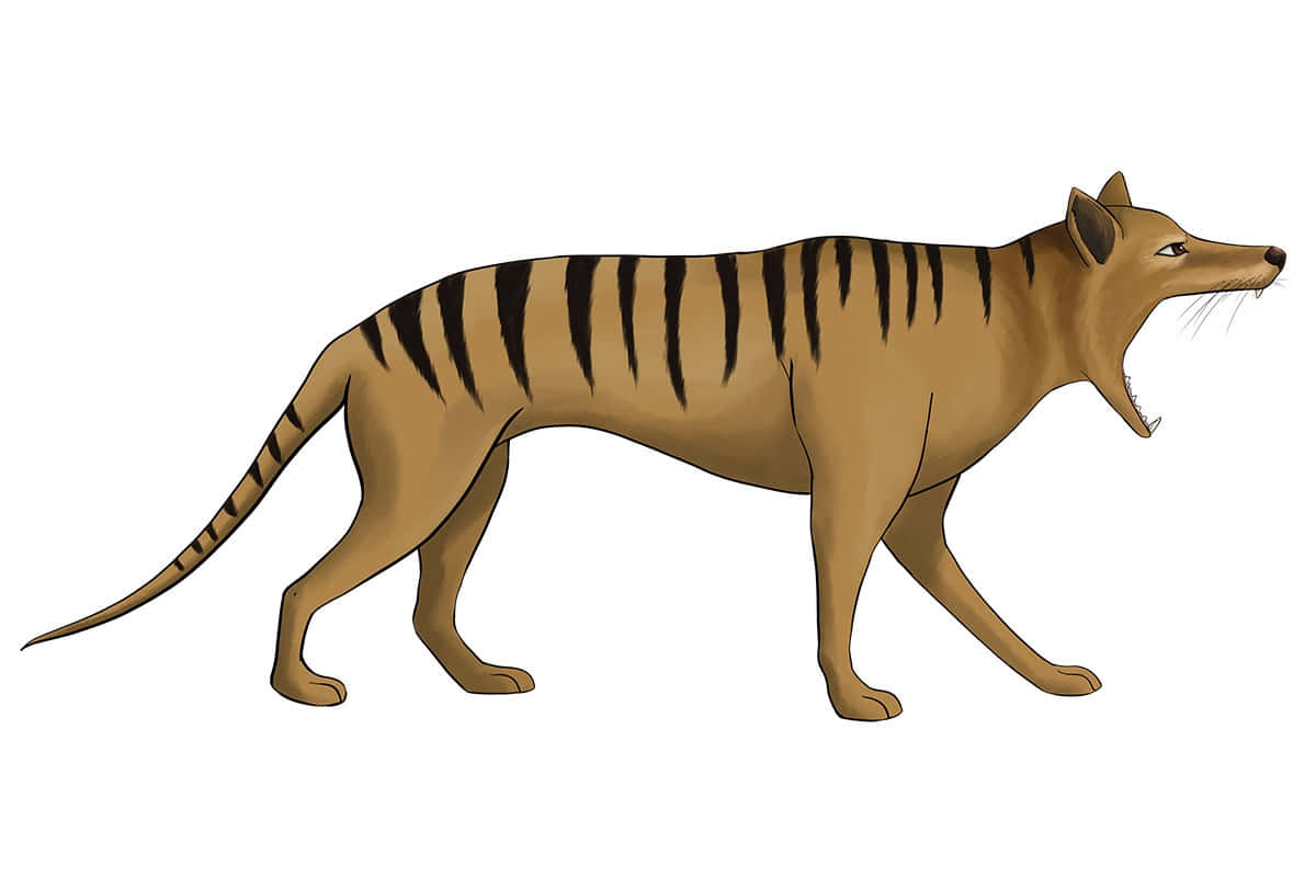 Tasmanian Tiger, thylacine, plain white background, SD Desktop Wallpaper