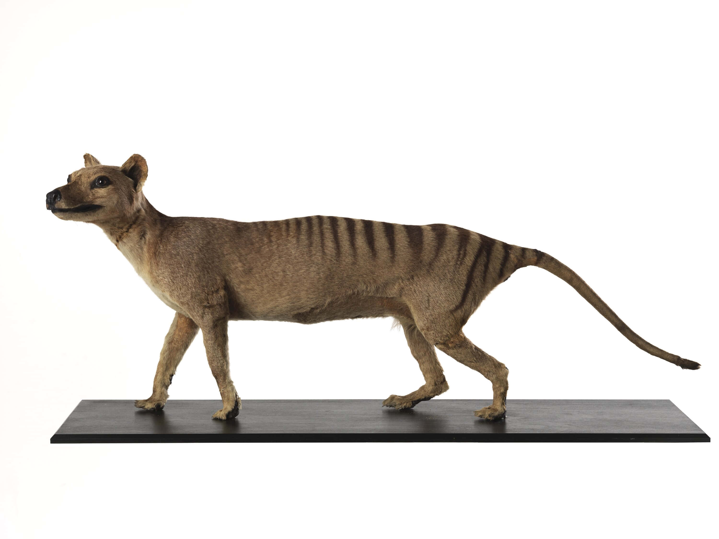 Tasmanian Tiger, thylacine, black platform, 2K Desktop Wallpaper