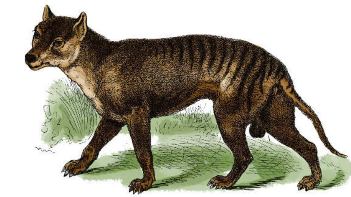 Tasmanian Tiger, thylacine, grassy terrain, SD Desktop Wallpaper