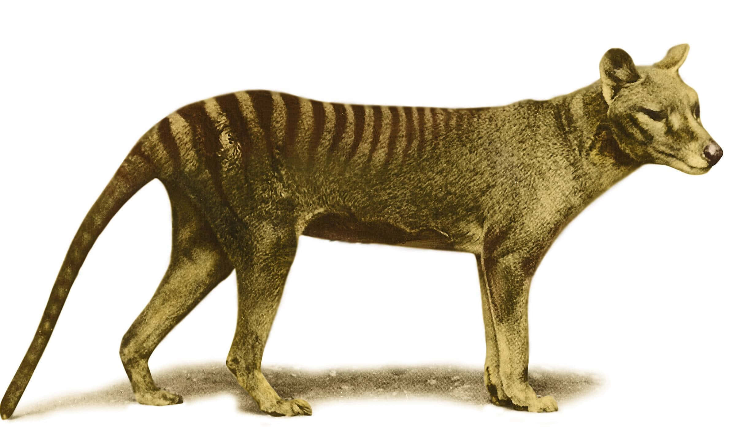 Tasmanian tiger, standing profile, vintage illustration, Full HD Desktop Wallpaper