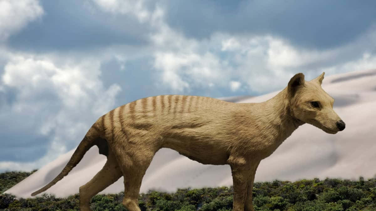 Tasmanian Tiger, natural habitat, grassy field, SD Desktop Wallpaper