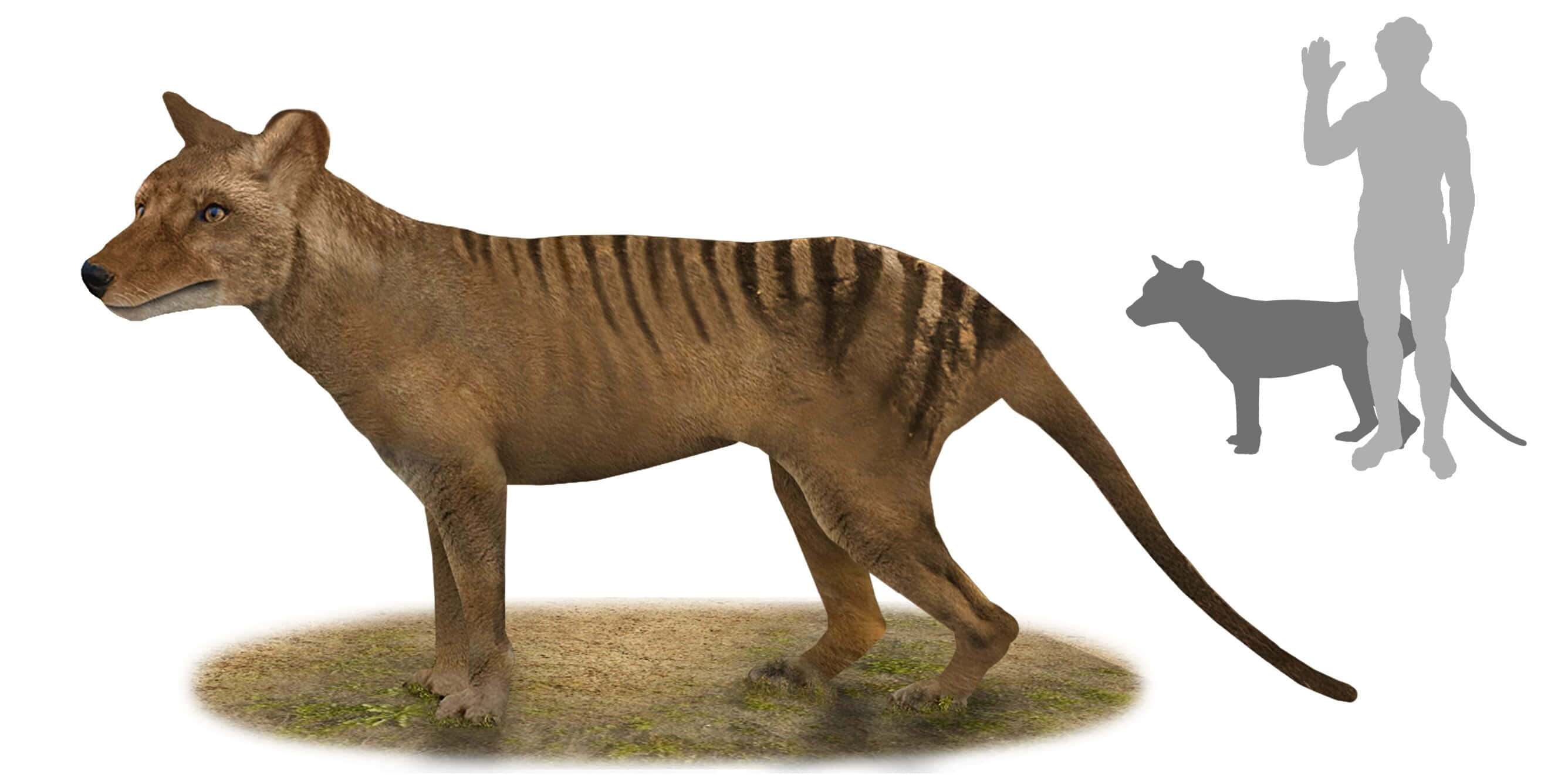 Tasmanian Tiger, thylacine, human silhouette, 2K Desktop Wallpaper
