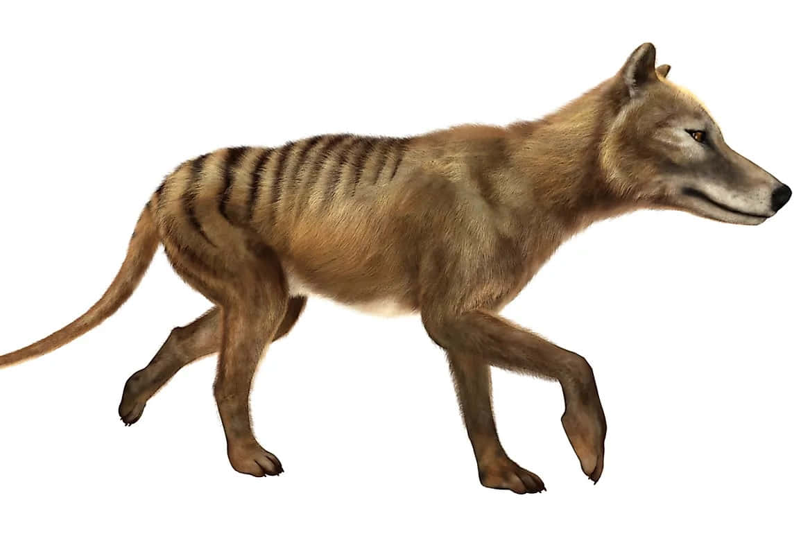 Tasmanian Tiger, thylacine, 3d-render, SD Desktop Wallpaper