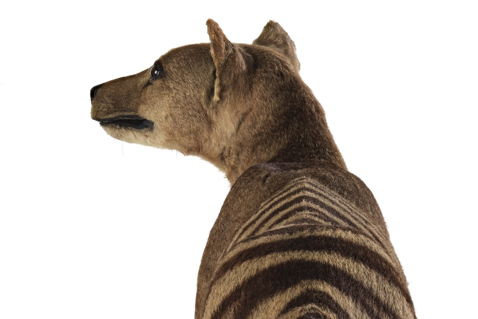 Tasmanian Tiger, thylacine, striped back, Full HD Desktop Wallpaper