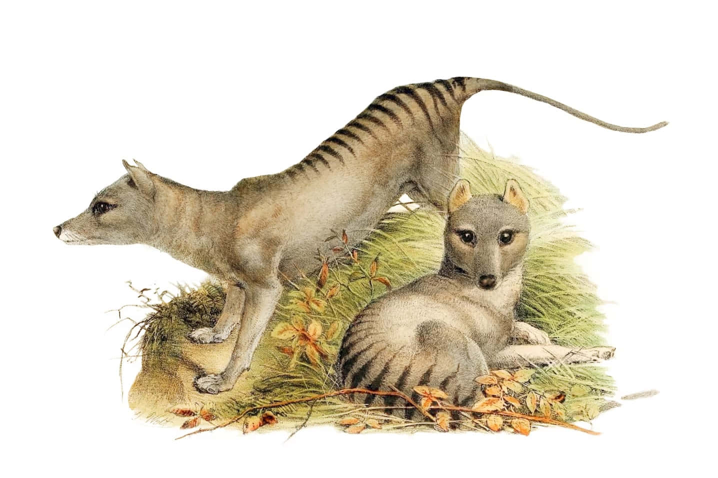 Tasmanian Tiger, thylacines, watercolor style, HD Desktop Wallpaper