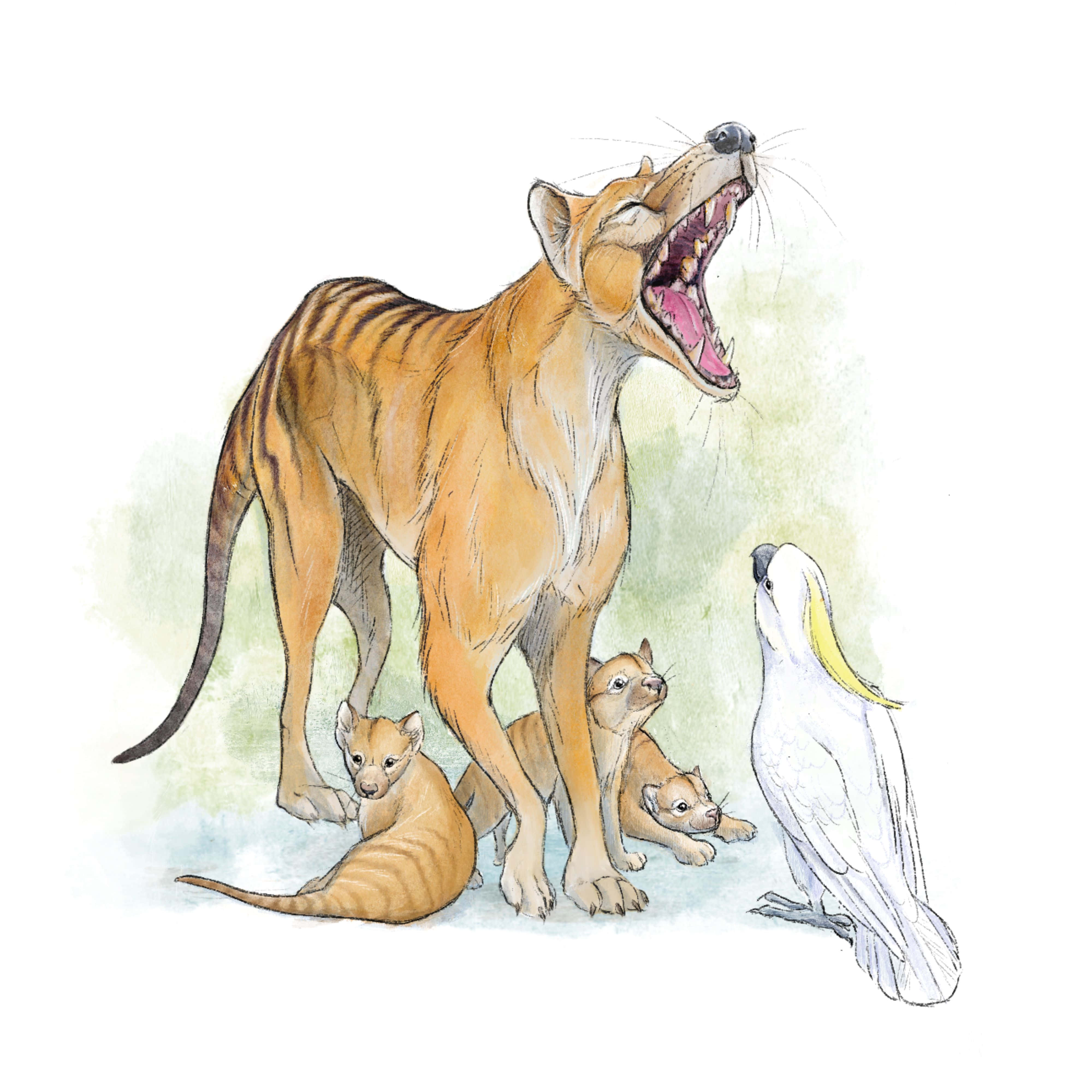 Tasmanian Tiger, saber-toothed cat, cubs, 4K Desktop Wallpaper