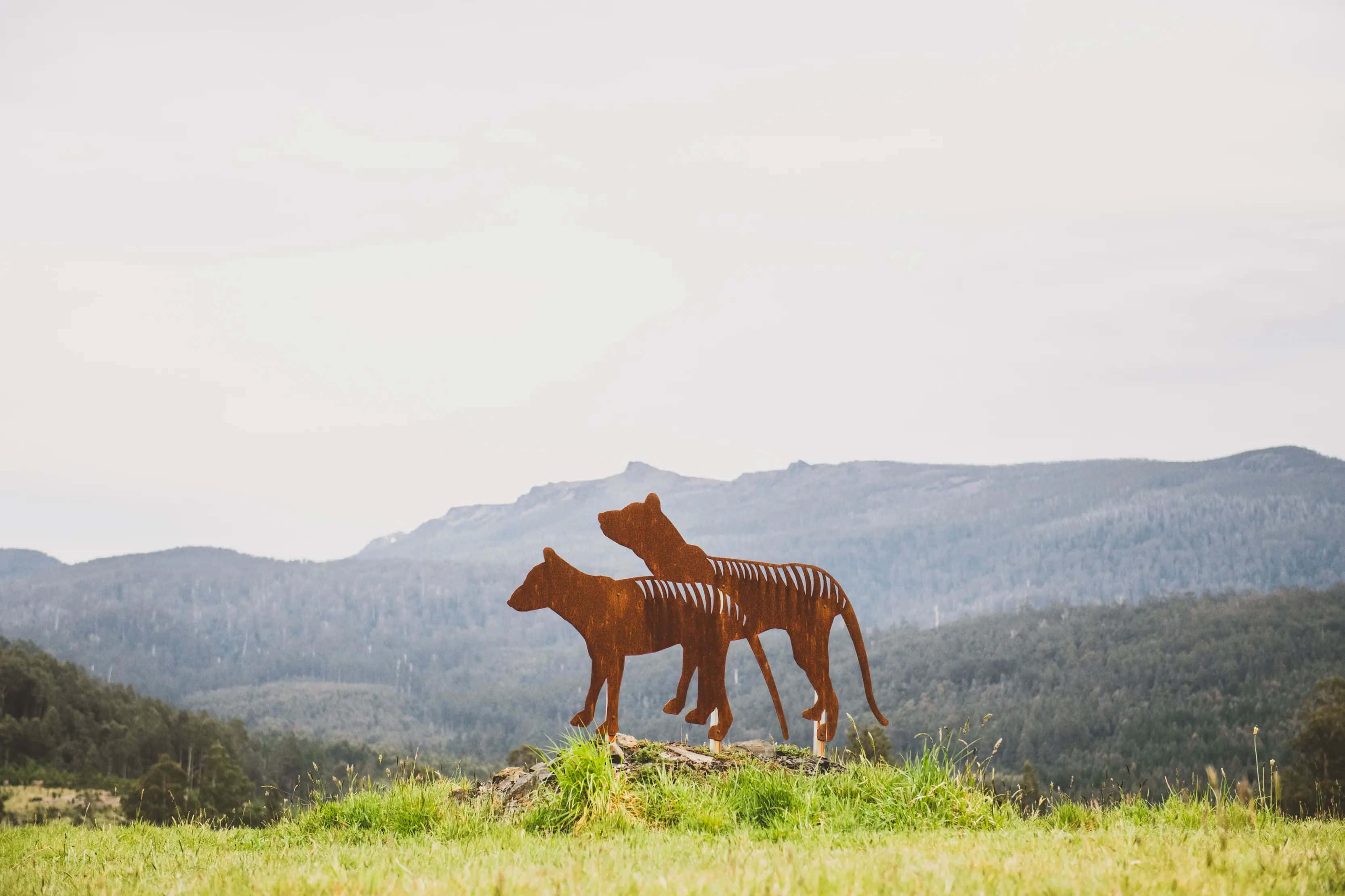 Tasmanian Tiger, rusty metal thylacine sculptures, grassy hill, 2K Desktop Wallpaper