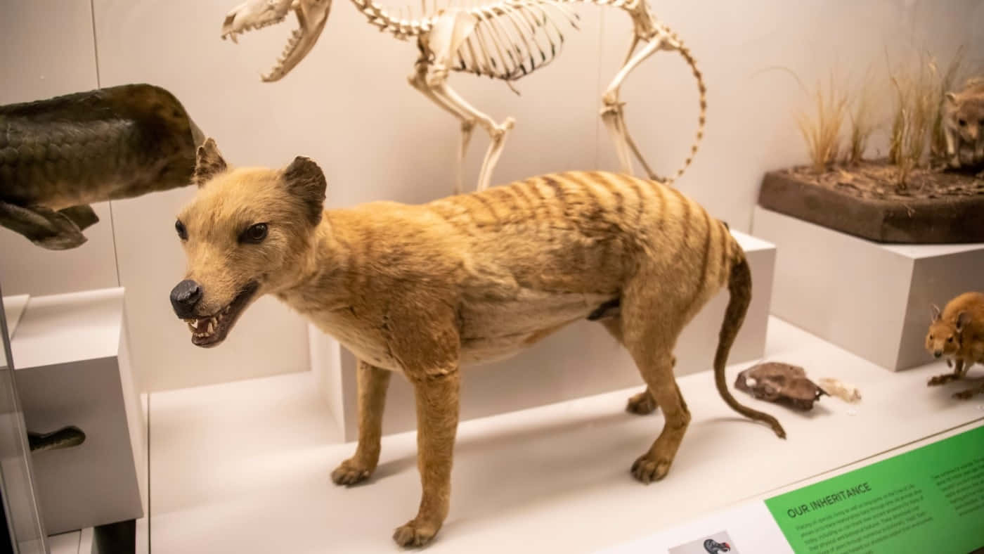 Tasmanian Tiger, thylacine, museum exhibit, HD Desktop Wallpaper