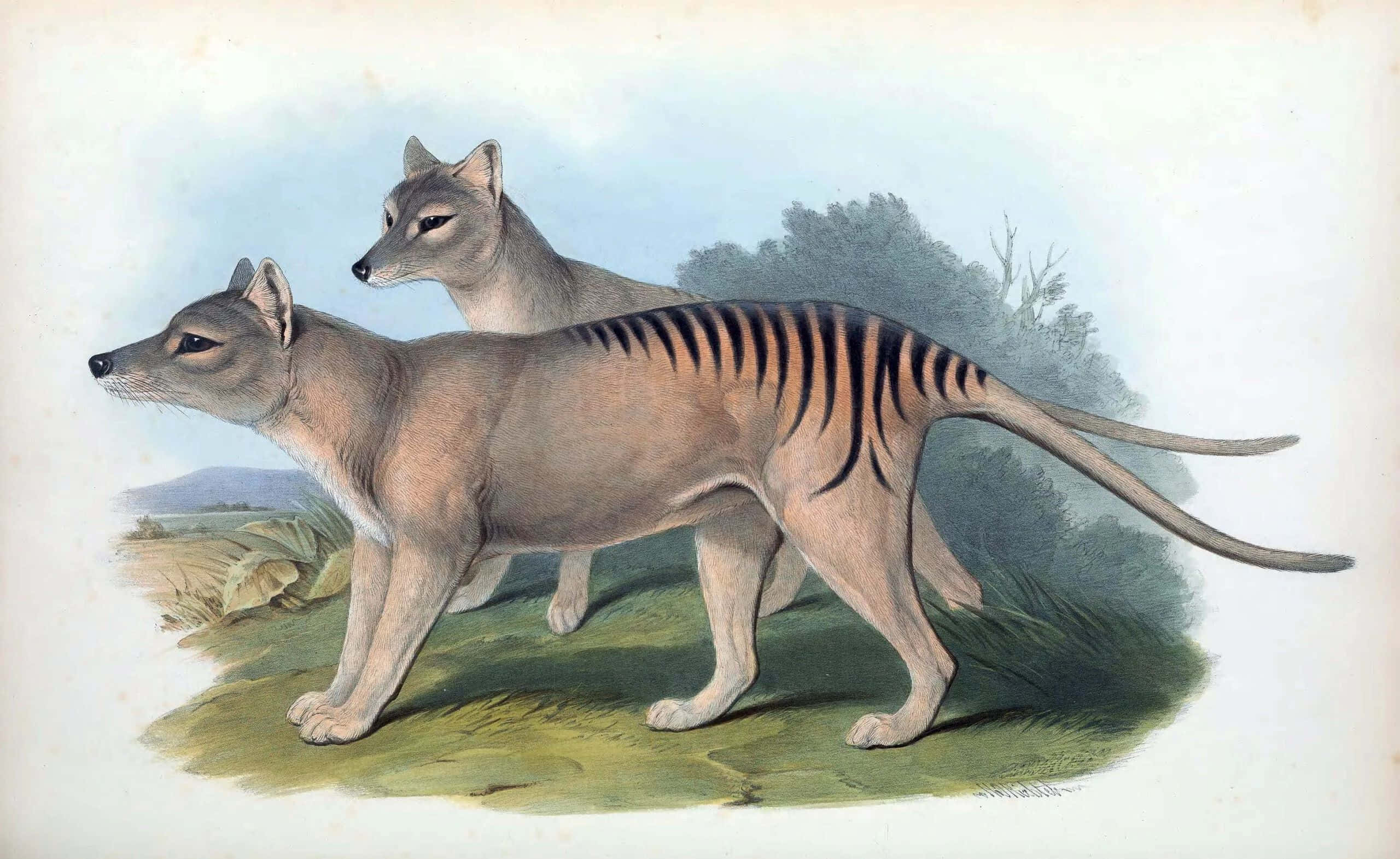 Tasmanian Tiger, thylacines, grassy terrain, 2K Desktop Wallpaper