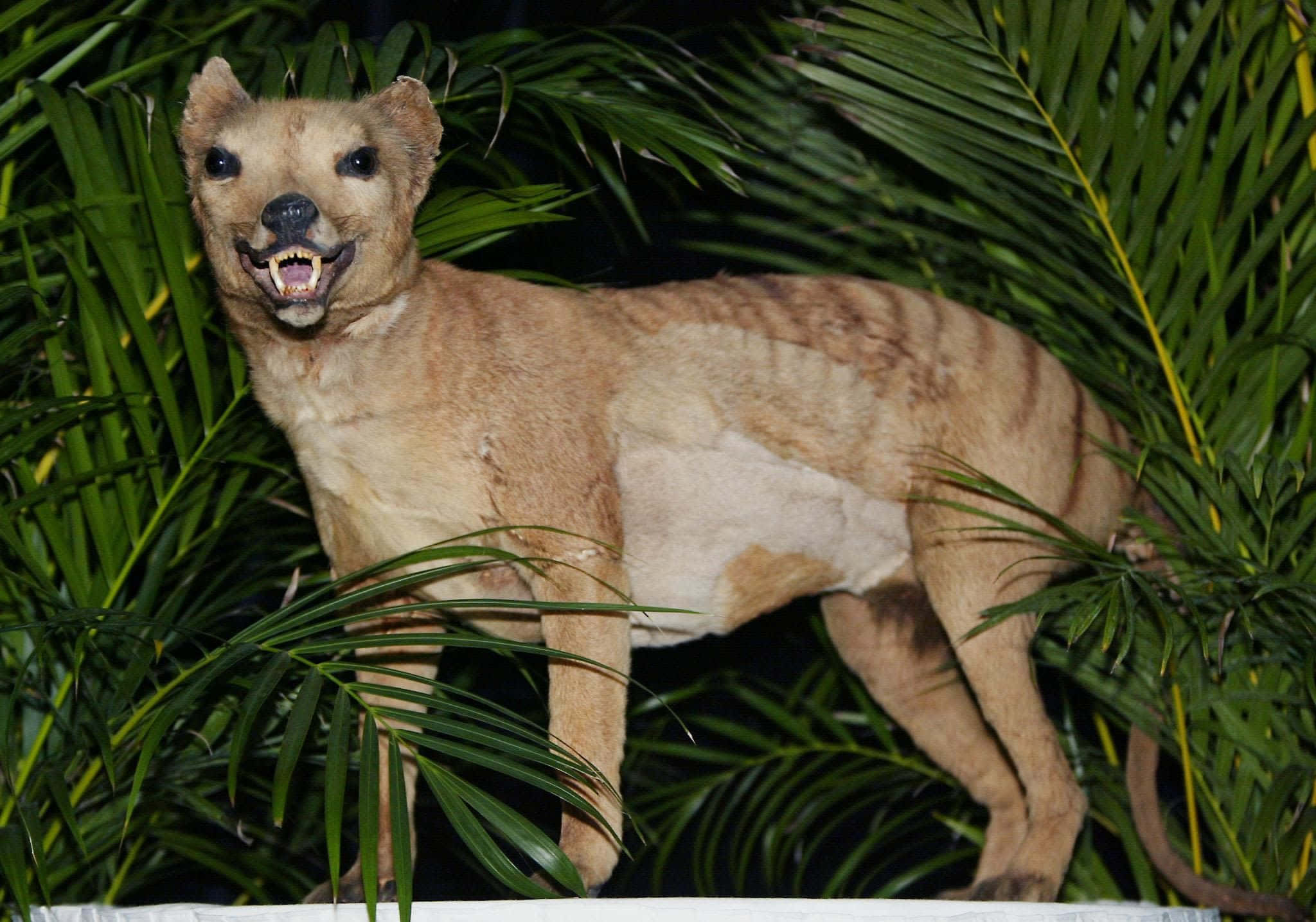 Tasmanian Tiger, thylacine, palm fronds, Full HD Desktop Wallpaper