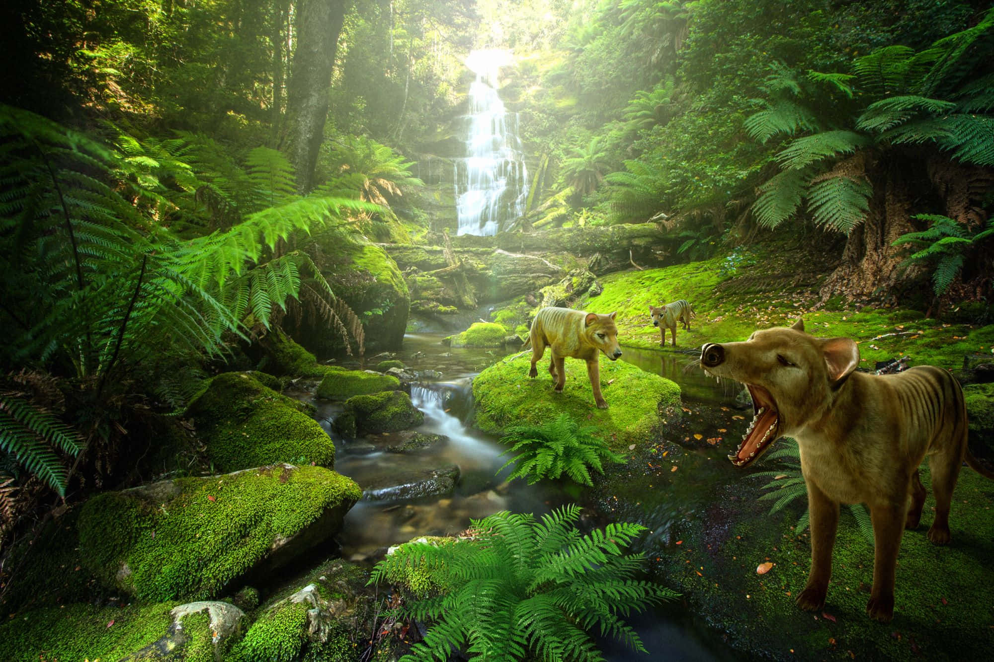 Tasmanian Tiger, enchanted forest, lush green forest, Full HD Desktop Wallpaper