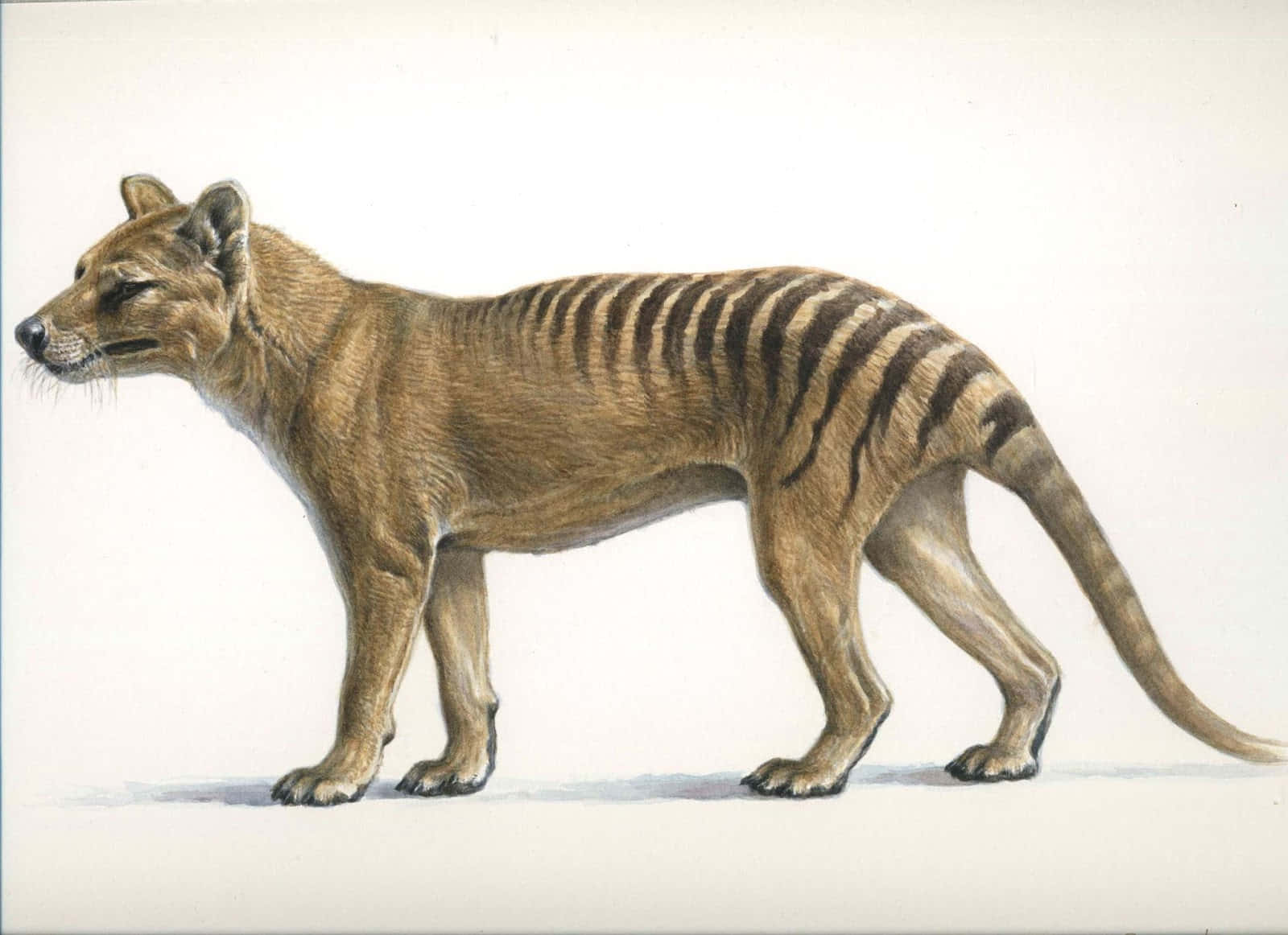 Tasmanian Tiger, thylacine, white background, HD Desktop Wallpaper