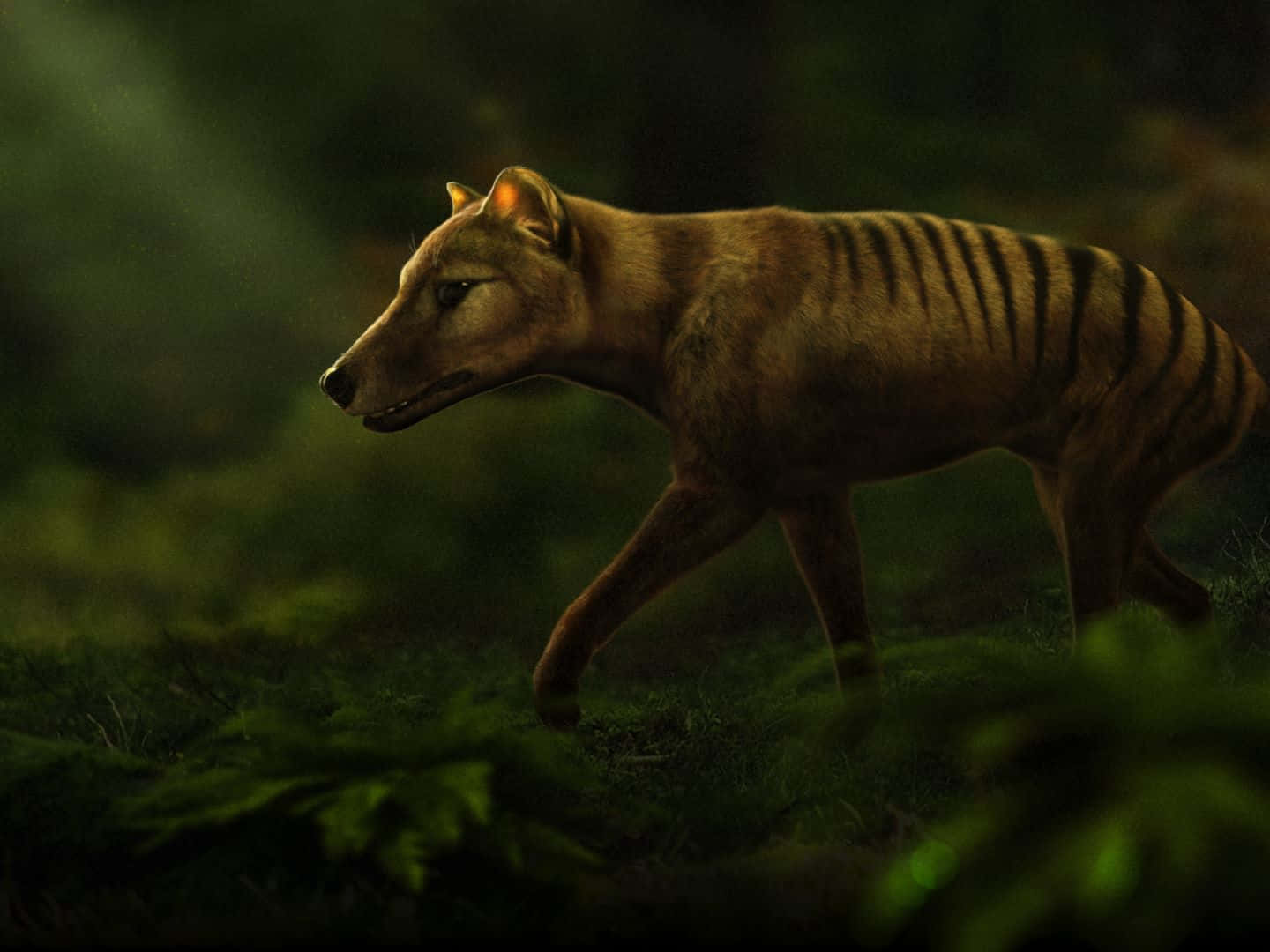Tasmanian Tiger, forest, glowing green foliage, HD Desktop Wallpaper