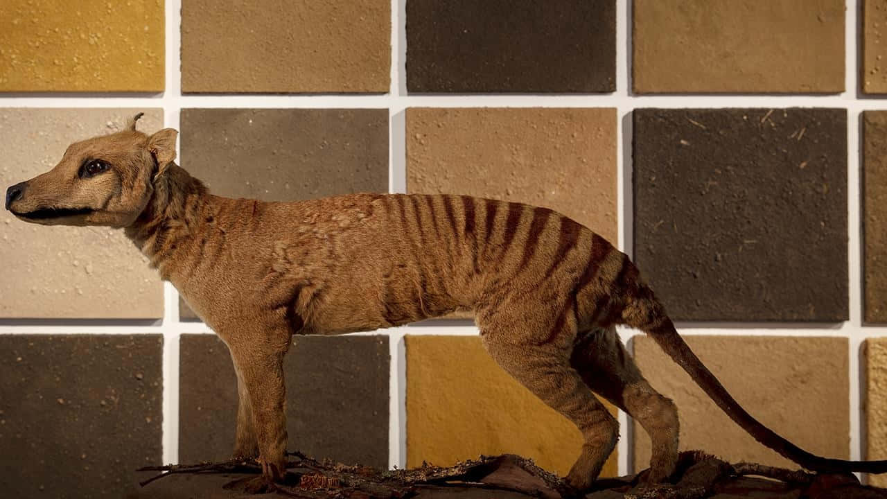 Tasmanian Tiger, thylacine, earth-toned square tiles, HD Desktop Wallpaper
