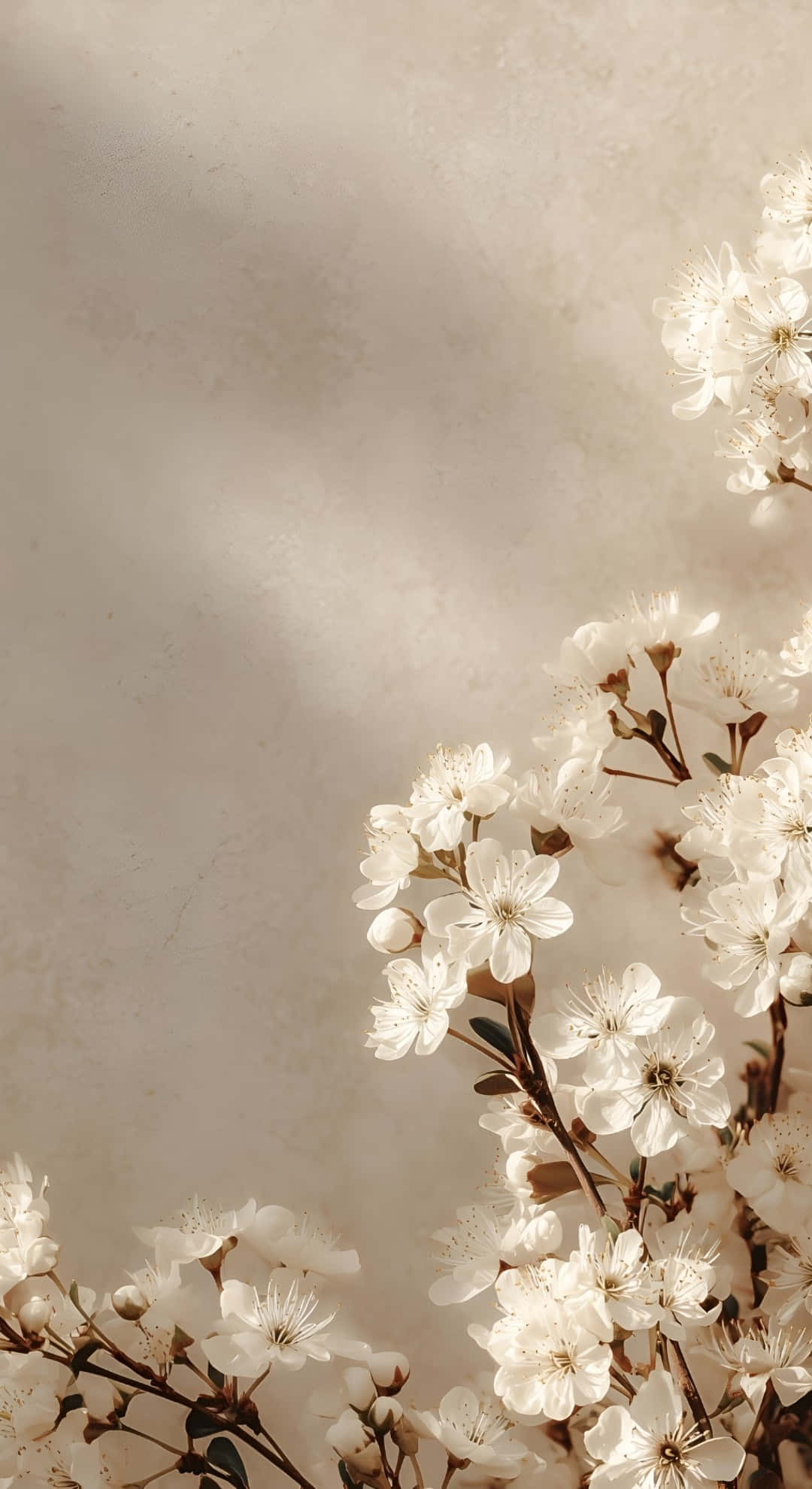 soft taupe, white cherry blossoms, soft beige textured wall, Full HD Phone Wallpaper