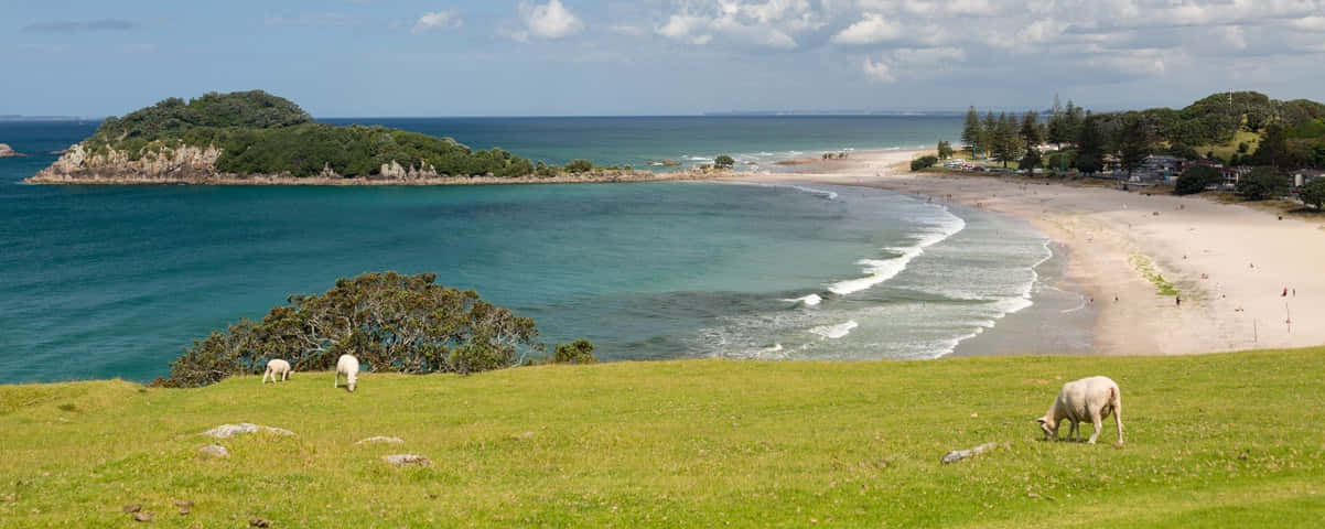 Tauranga, coastal view, sheep, SD Desktop Wallpaper