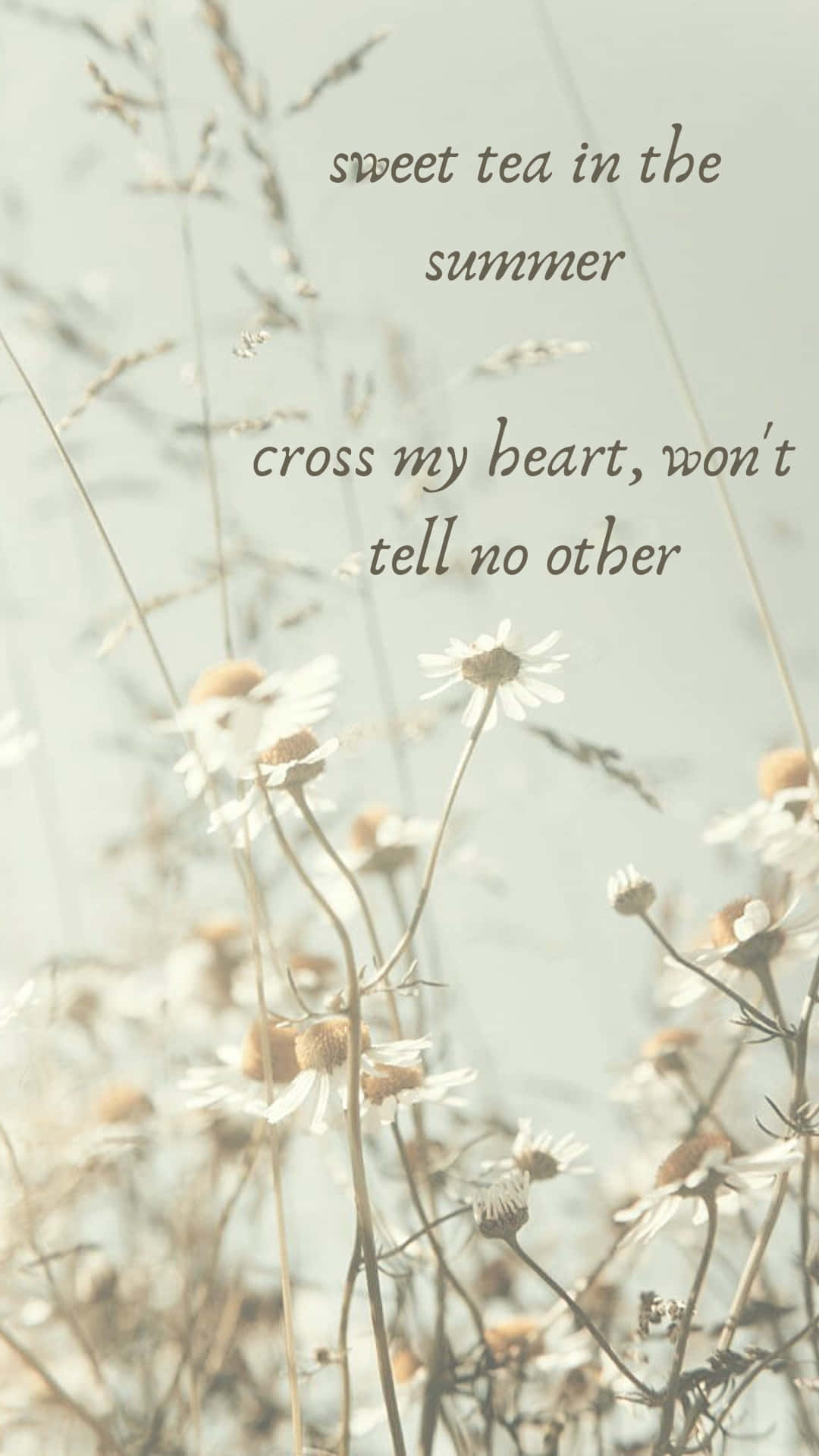 Taylor Swift Lyrics, daisies, sunlit field, Full HD Phone Wallpaper