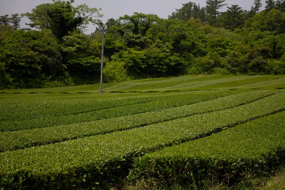 Tea Garden