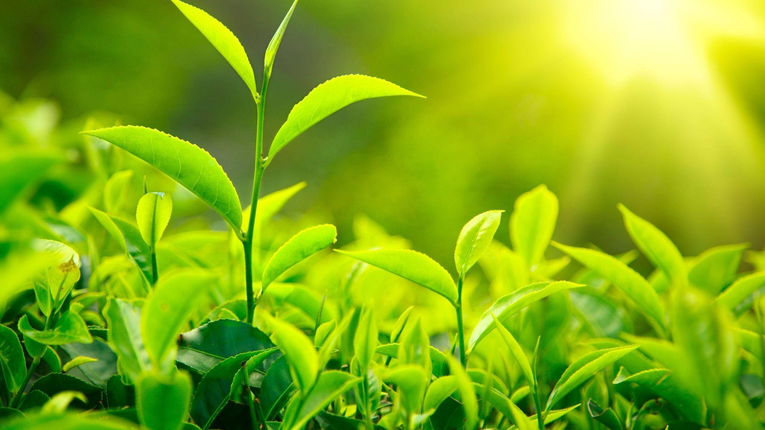 Tea Garden Plants, vibrant green tea leaves, warm sunlight, 2K Desktop Wallpaper