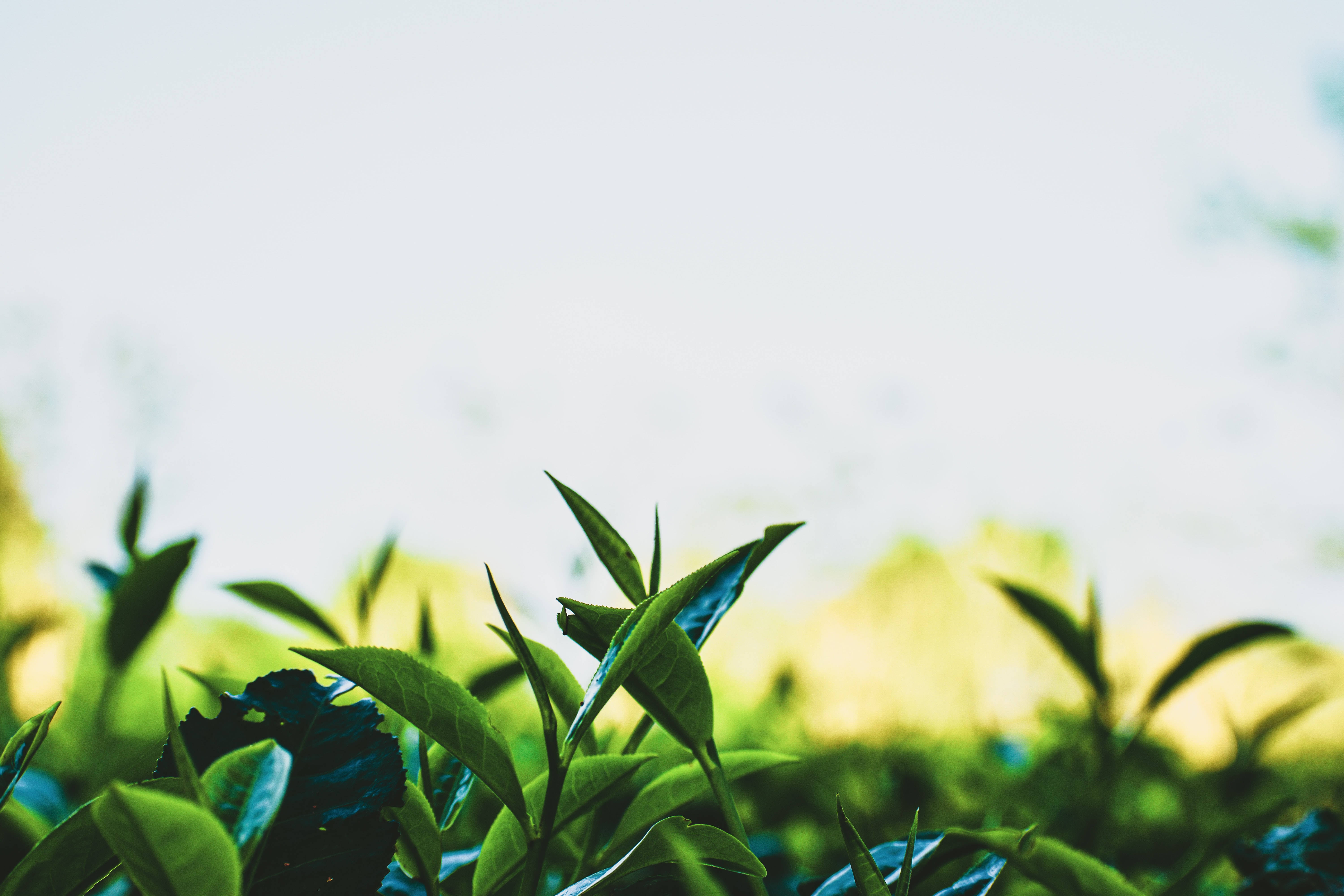 Tea Garden, vibrant green tea leaves, soft sunlight, 5K Desktop Wallpaper