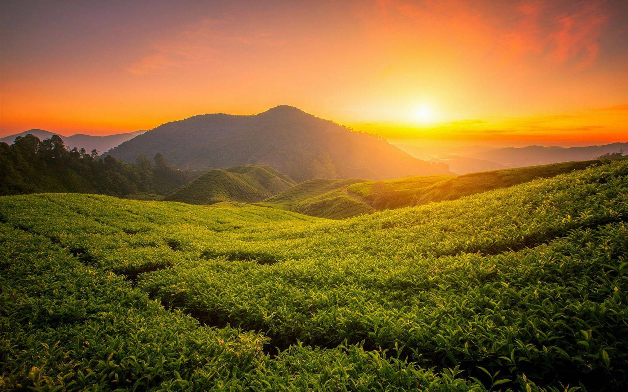 Tea Garden, sunrise, rolling tea fields, Full HD Desktop Wallpaper